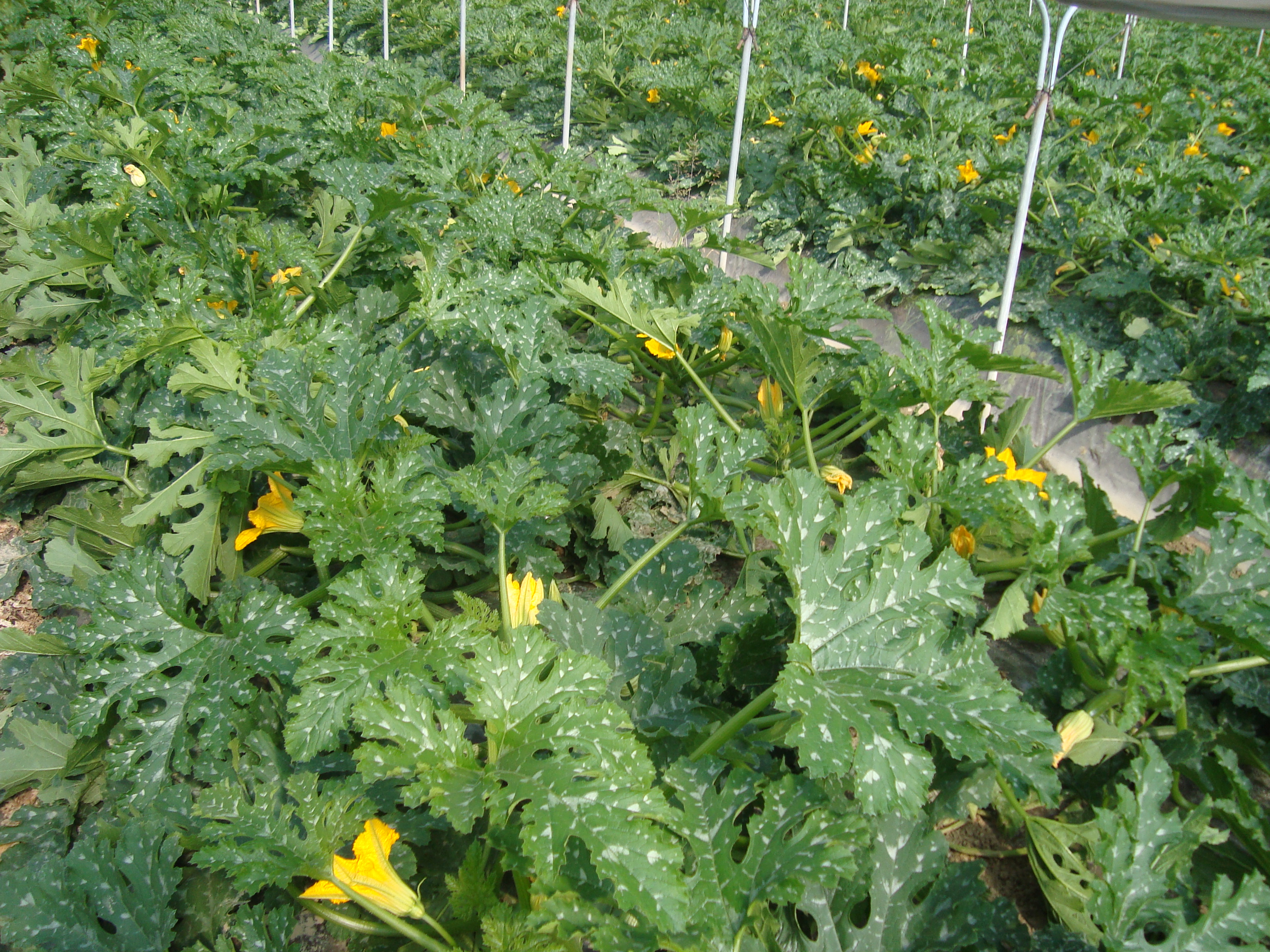 14-serra-di-zucchino-coltivato-con-BioAksxter.JPG 14-serra-di-zucchino-coltivato-con-BioAksxter.JPG