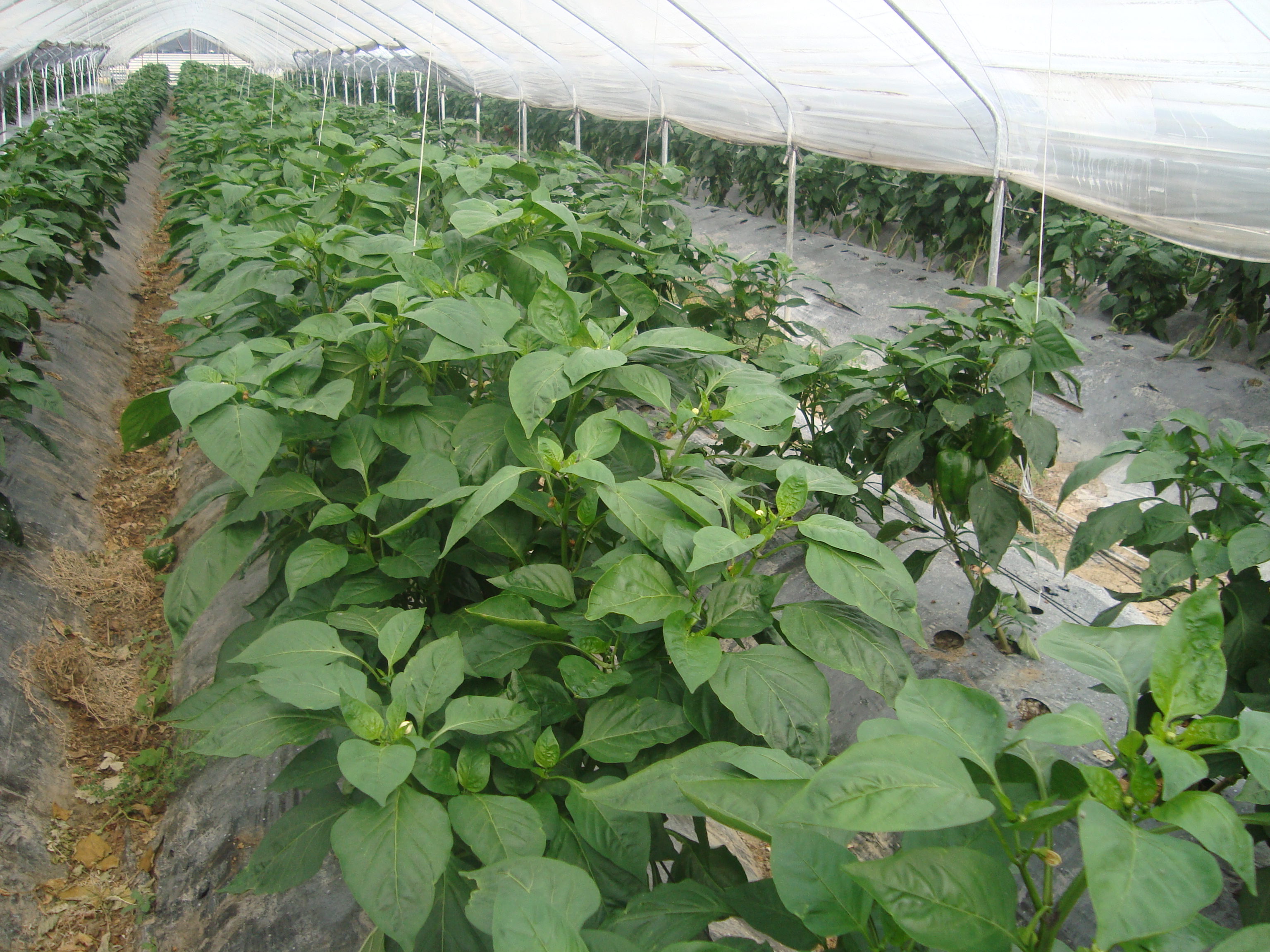 15-coltivare-senza-usare-fumiganti-chimici-protocollo-BioAksxter.JPG 15-coltivare-senza-usare-fumiganti-chimici-protocollo-BioAksxter.JPG