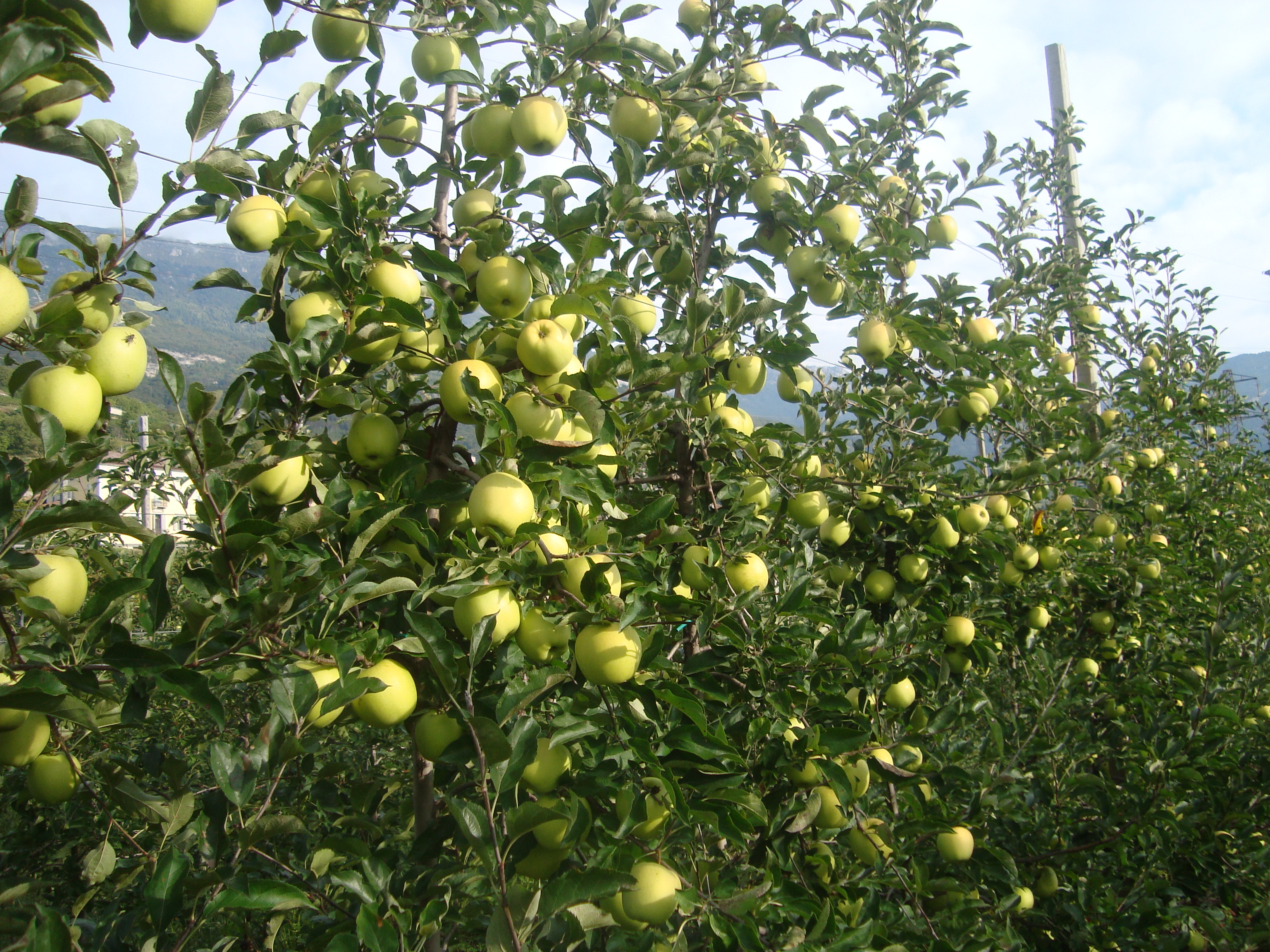 15-giovane-impianto-di-melo-variet-Golden-Delicious-coltivato-con-BioAksxter.JPG