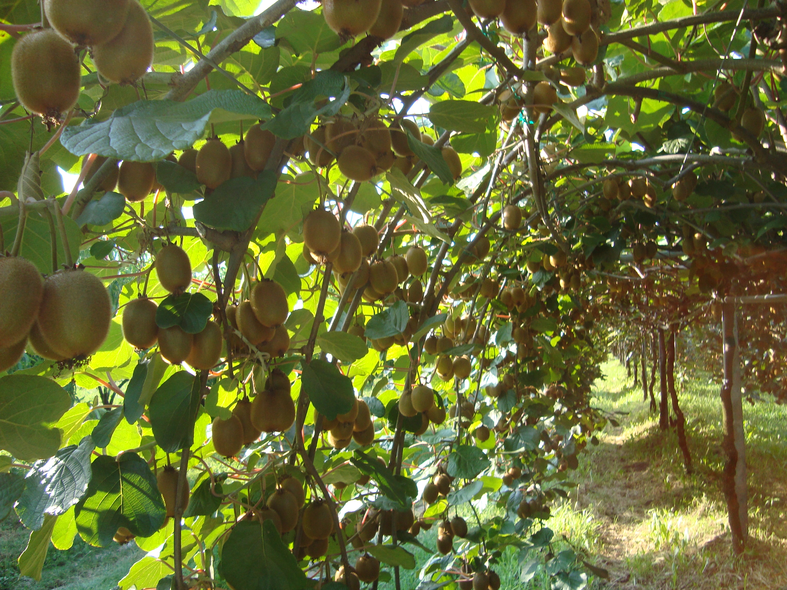 15-kiwi-actinidia-risultati-con-BioAksxter.JPG 15-kiwi-actinidia-risultati-con-BioAksxter.JPG