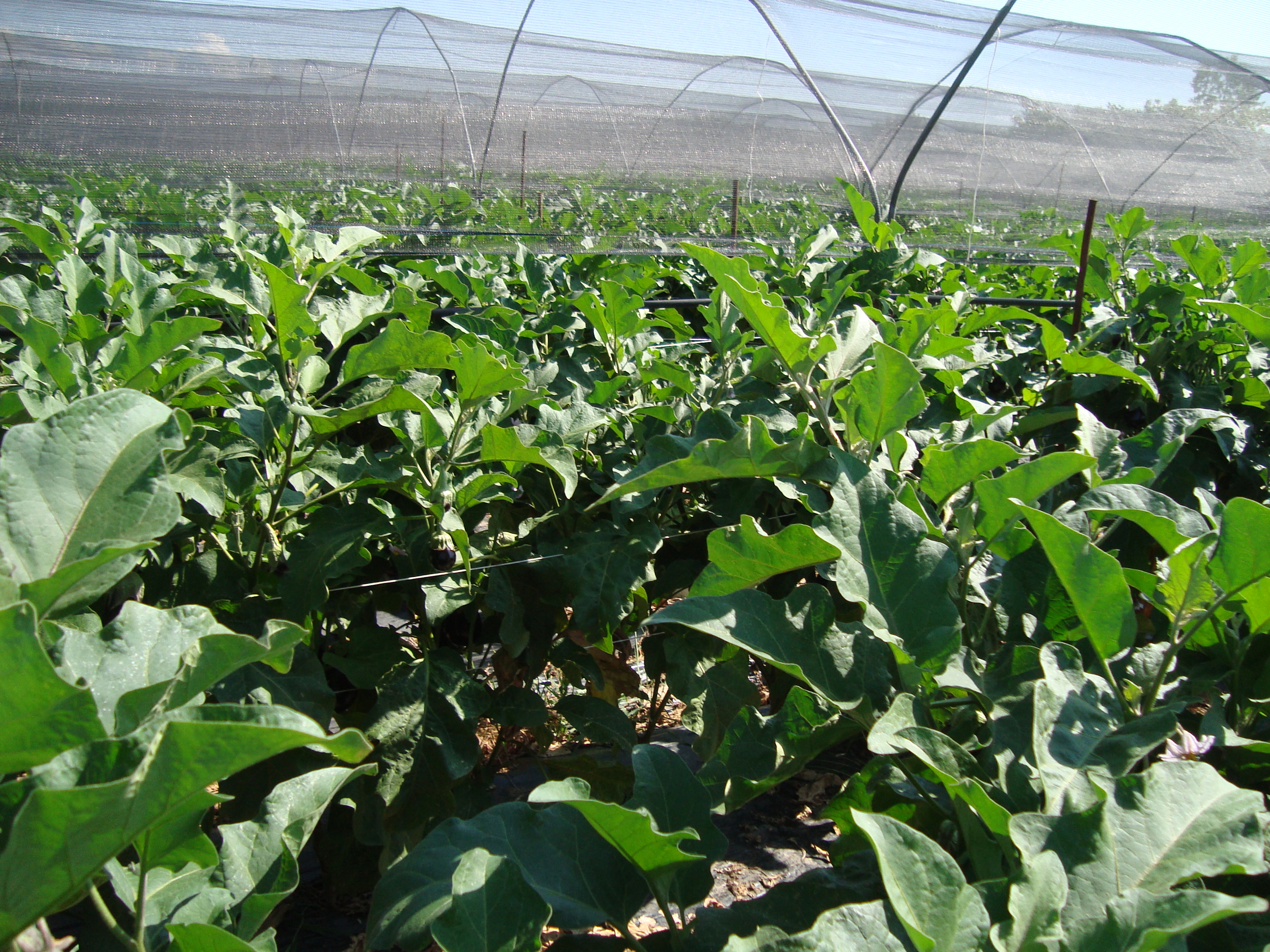 15-Melanzana-coltivata-con-BioAksxter-assenza-di-Verticillium.JPG