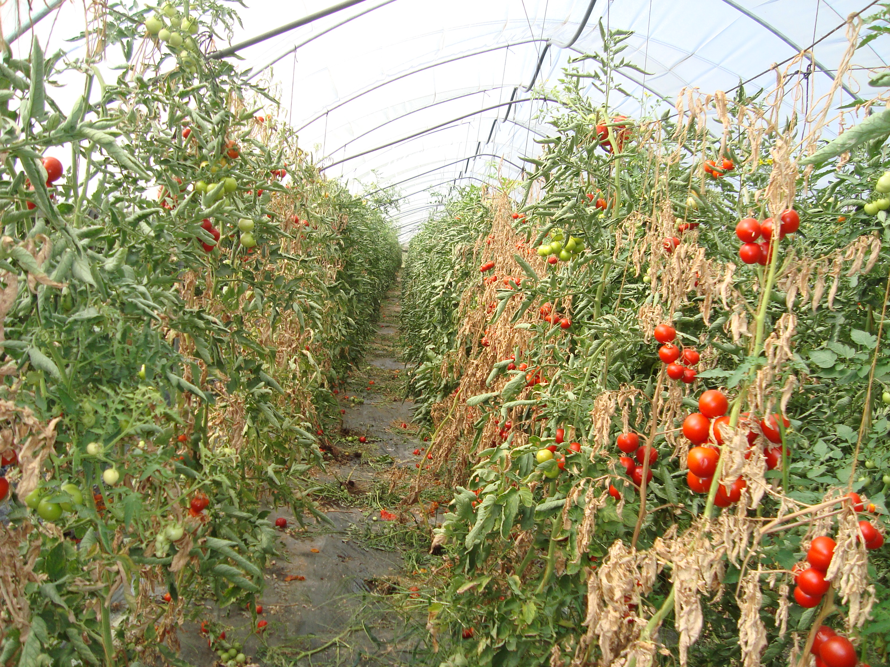 15-pomodoro-affetto-da-Clavibacter-michiganensis.JPG