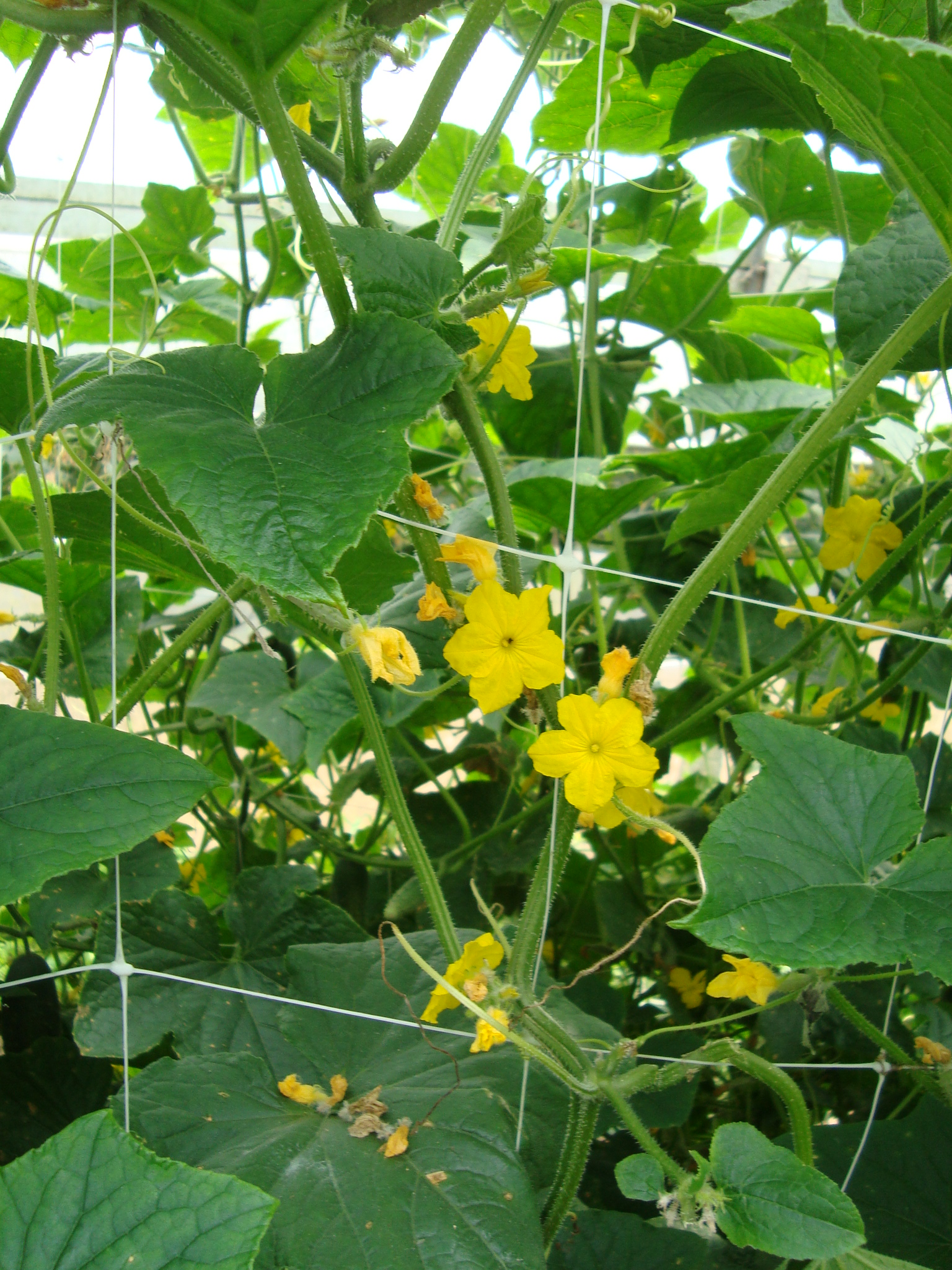 16-Cetriolo-in-fuori-suolo-con-BioAksxter-migliorare-produzione-orticola.JPG 16-Cetriolo-in-fuori-suolo-con-BioAksxter-migliorare-produzione-orticola.JPG