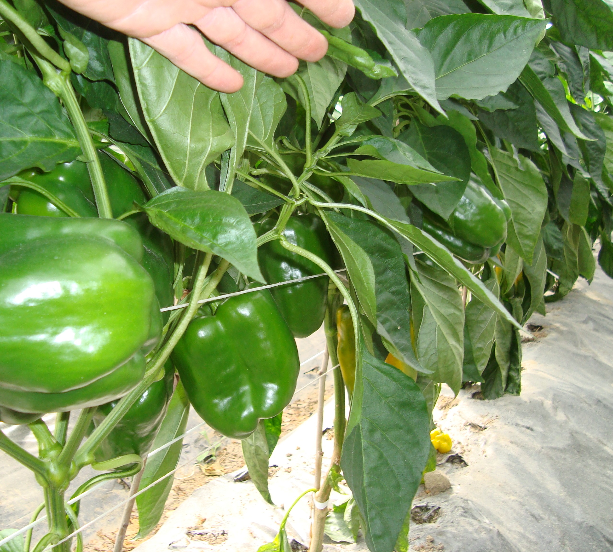 16-coltura-di-peperone-coltivata-con-BioAksxter-senza-fumigazioni.JPG 16-coltura-di-peperone-coltivata-con-BioAksxter-senza-fumigazioni.JPG