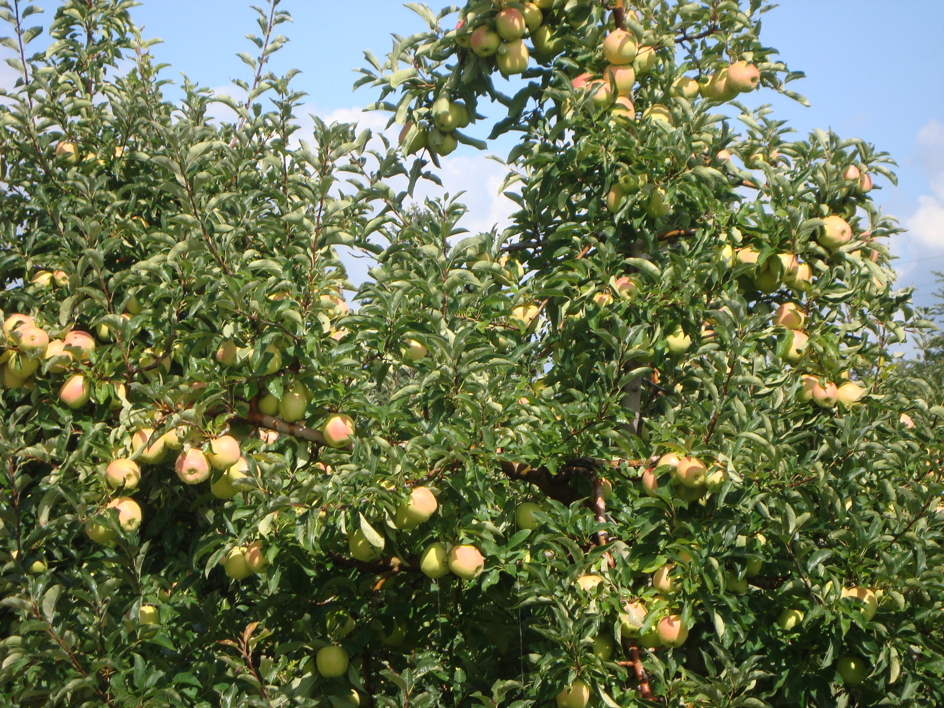 16-Melo-Golden-Delicious-produttivo-con-BioAksxter.JPG 16-Melo-Golden-Delicious-produttivo-con-BioAksxter.JPG