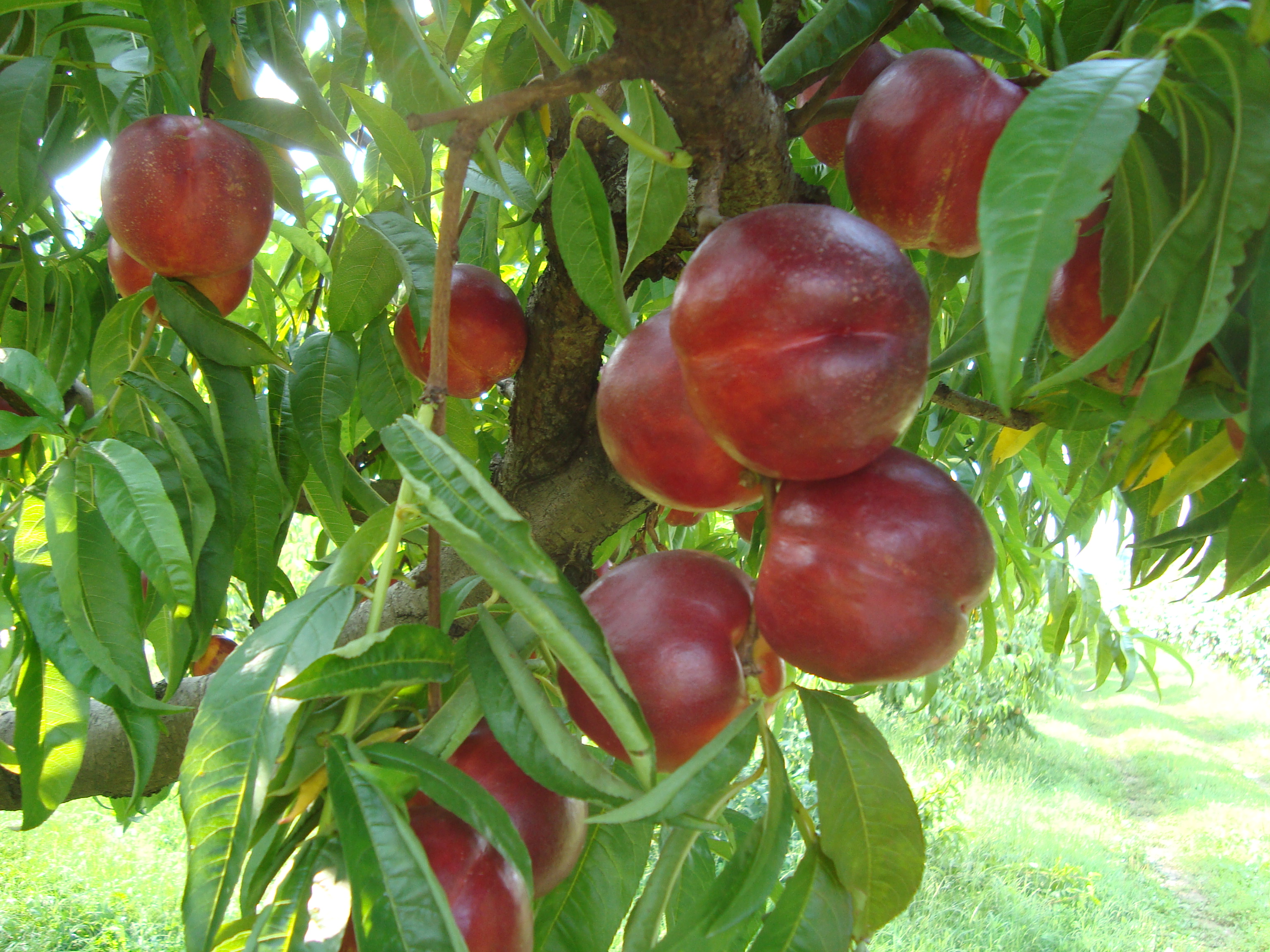 16-nettarina-Big-Top-concimazione-innovativa-BioAksxter.JPG 16-nettarina-Big-Top-concimazione-innovativa-BioAksxter.JPG