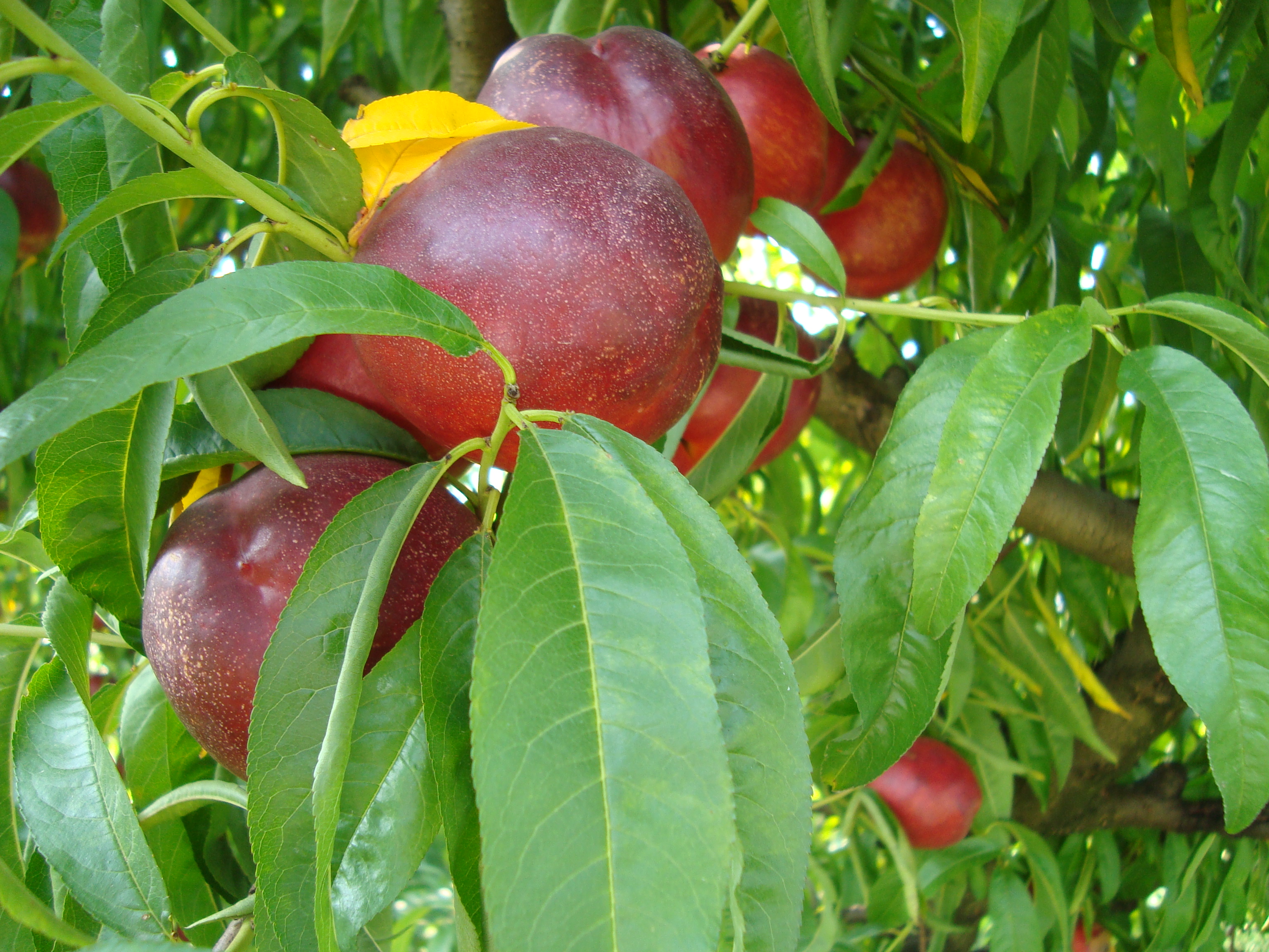 17-nettarina-Big-Top-coltivata-con-BioAksxter.JPG 17-nettarina-Big-Top-coltivata-con-BioAksxter.JPG