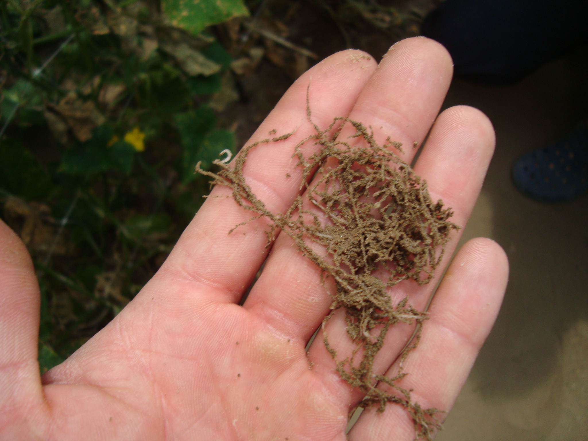 17-Radici-di-cetriolo-sane-con-BioAksxter-migliorare-produzione-orticola-stato-sanitario.JPG 17-Radici-di-cetriolo-sane-con-BioAksxter-migliorare-produzione-orticola-stato-sanitario.JPG