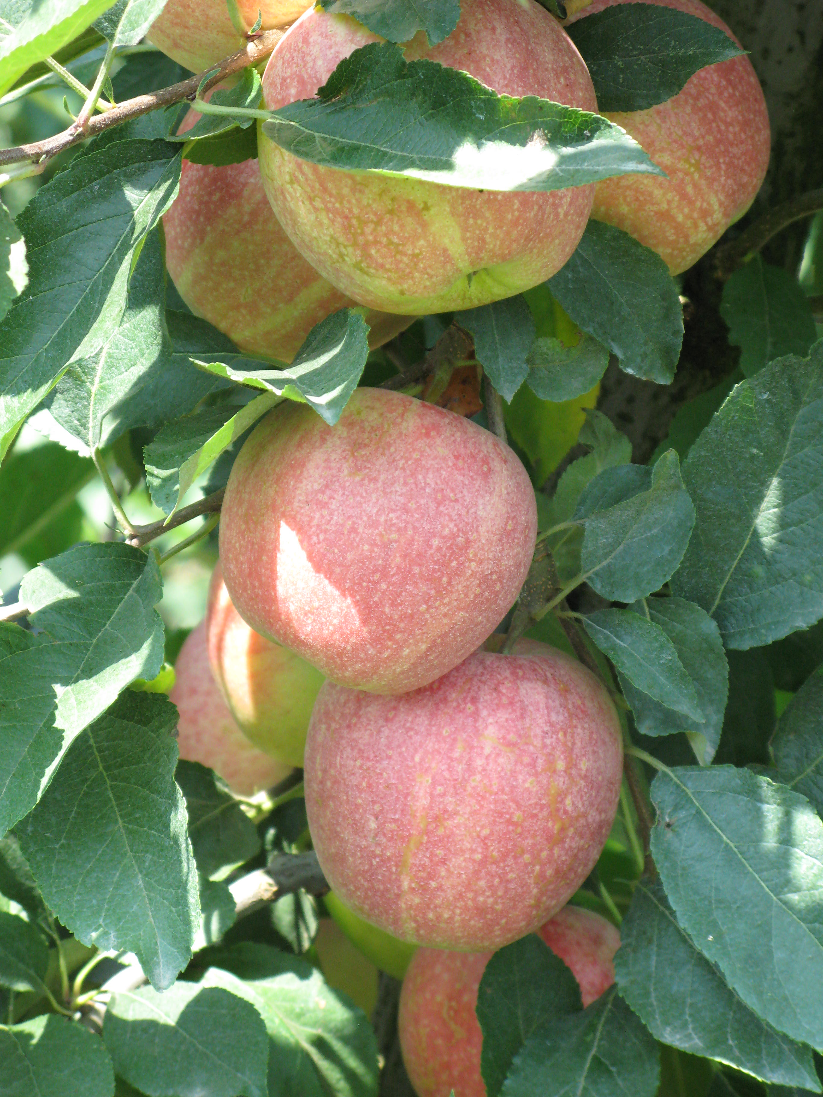 17-soluzione-marciume-lenticellare-e-calicino-BioAksxter-protocollo-AXS-M31.JPG 17-soluzione-marciume-lenticellare-e-calicino-BioAksxter-protocollo-AXS-M31.JPG