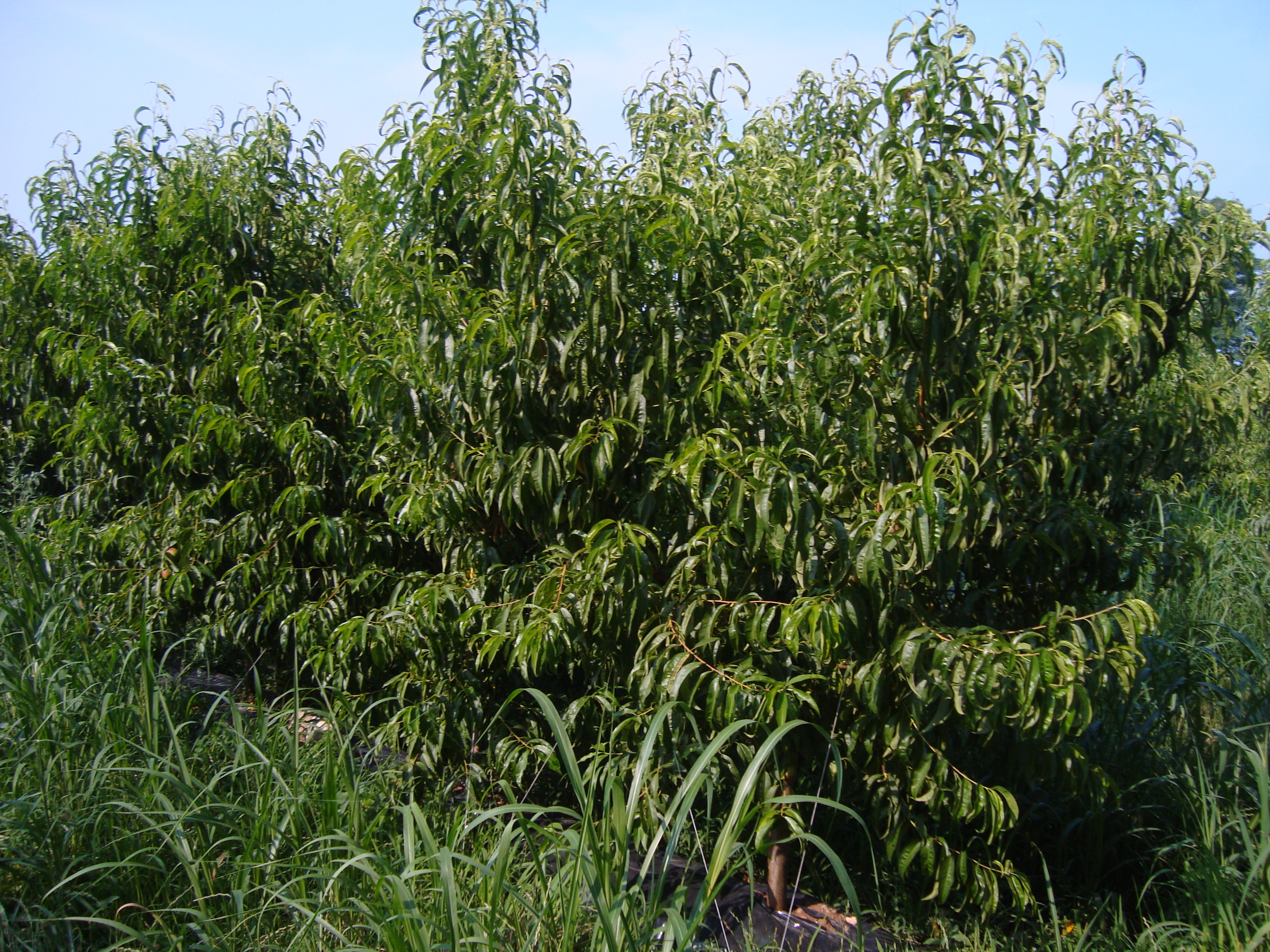 18-BioAksxter-su-nettarine-concimazione-innovativa.JPG 18-BioAksxter-su-nettarine-concimazione-innovativa.JPG