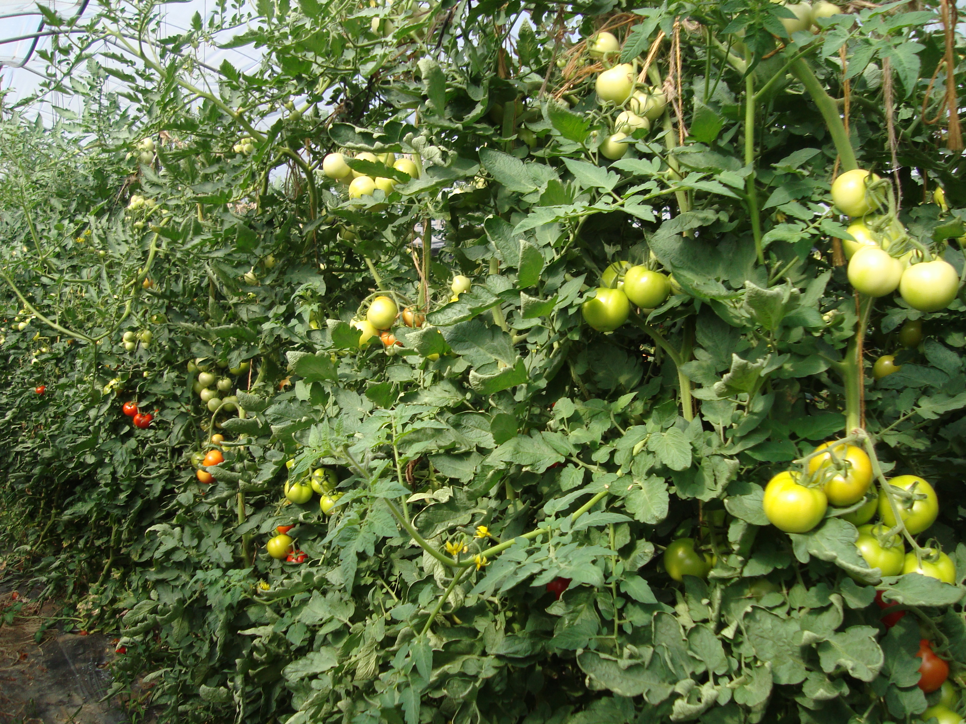 18-cancro-batterico-pomodoro-caso-studio-BioAksxter.JPG