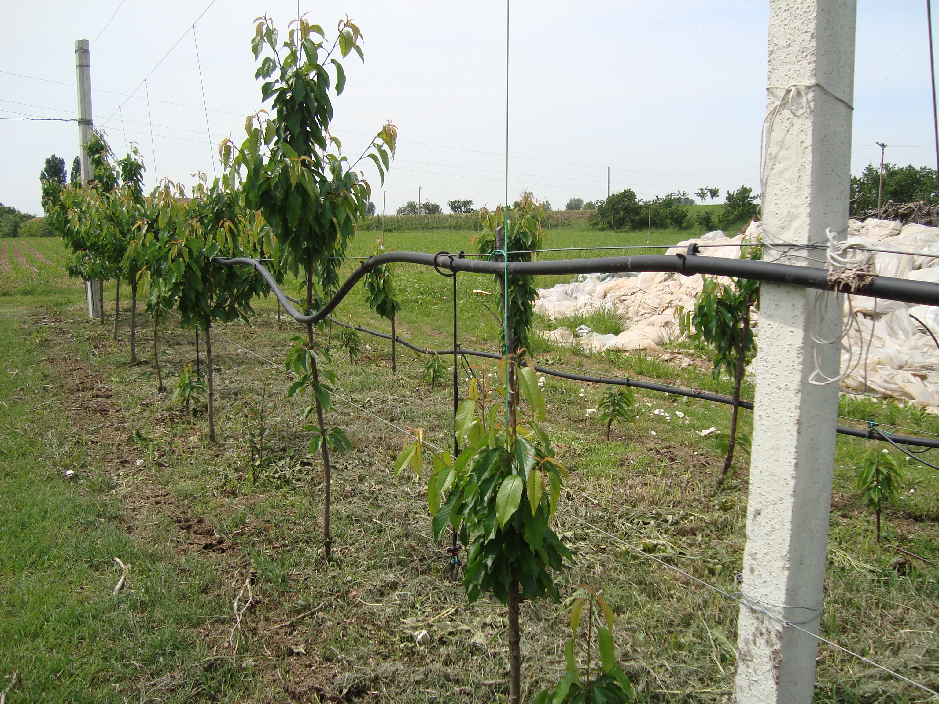 18-Giovane-impianto-di-ciliegio-migliorare-produzione.JPG