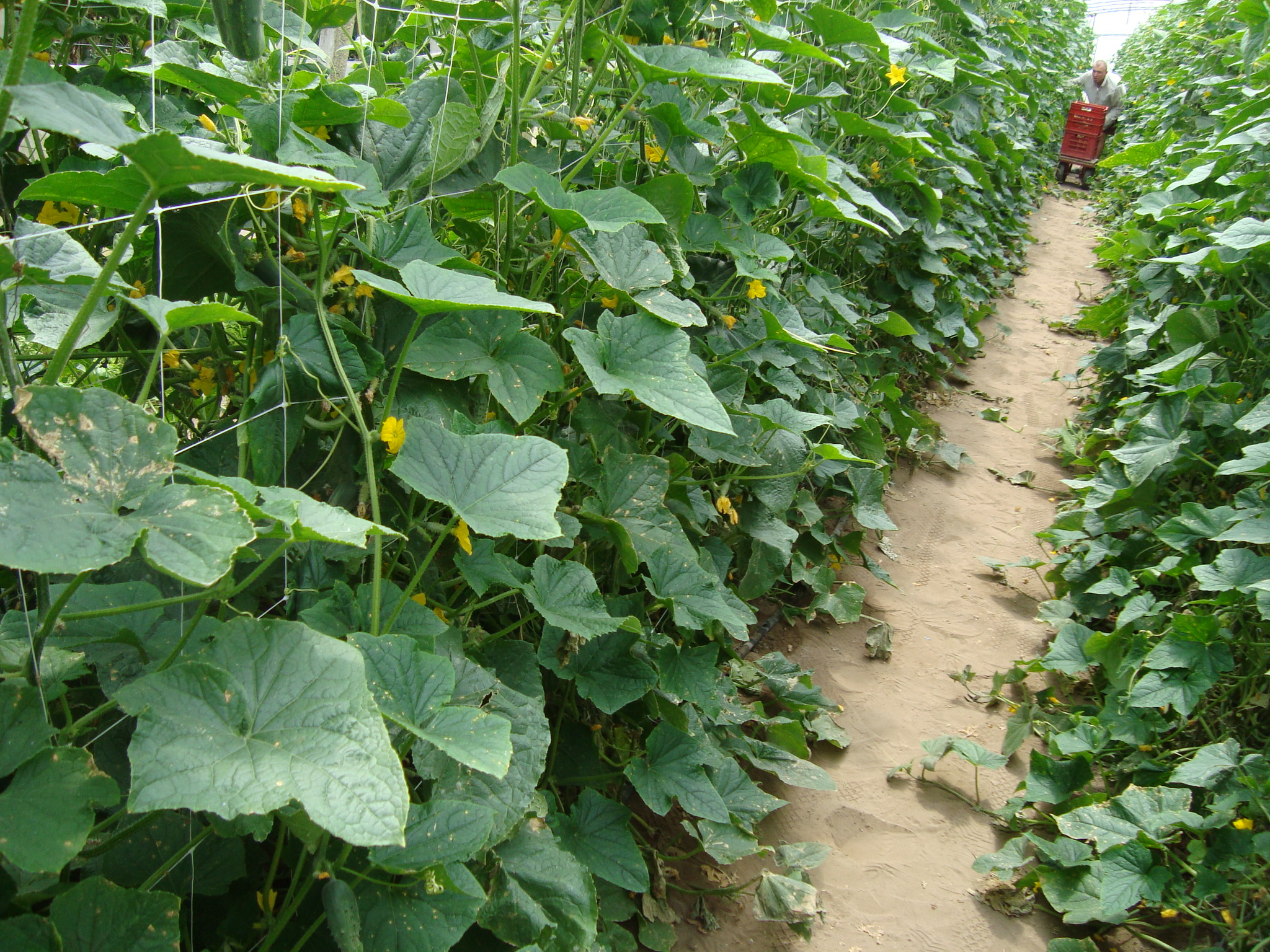 18-serra-coltivata-a-cetriolo-raccolta-migliorare-produzione-orticola-con-BioAksxter.JPG 18-serra-coltivata-a-cetriolo-raccolta-migliorare-produzione-orticola-con-BioAksxter.JPG