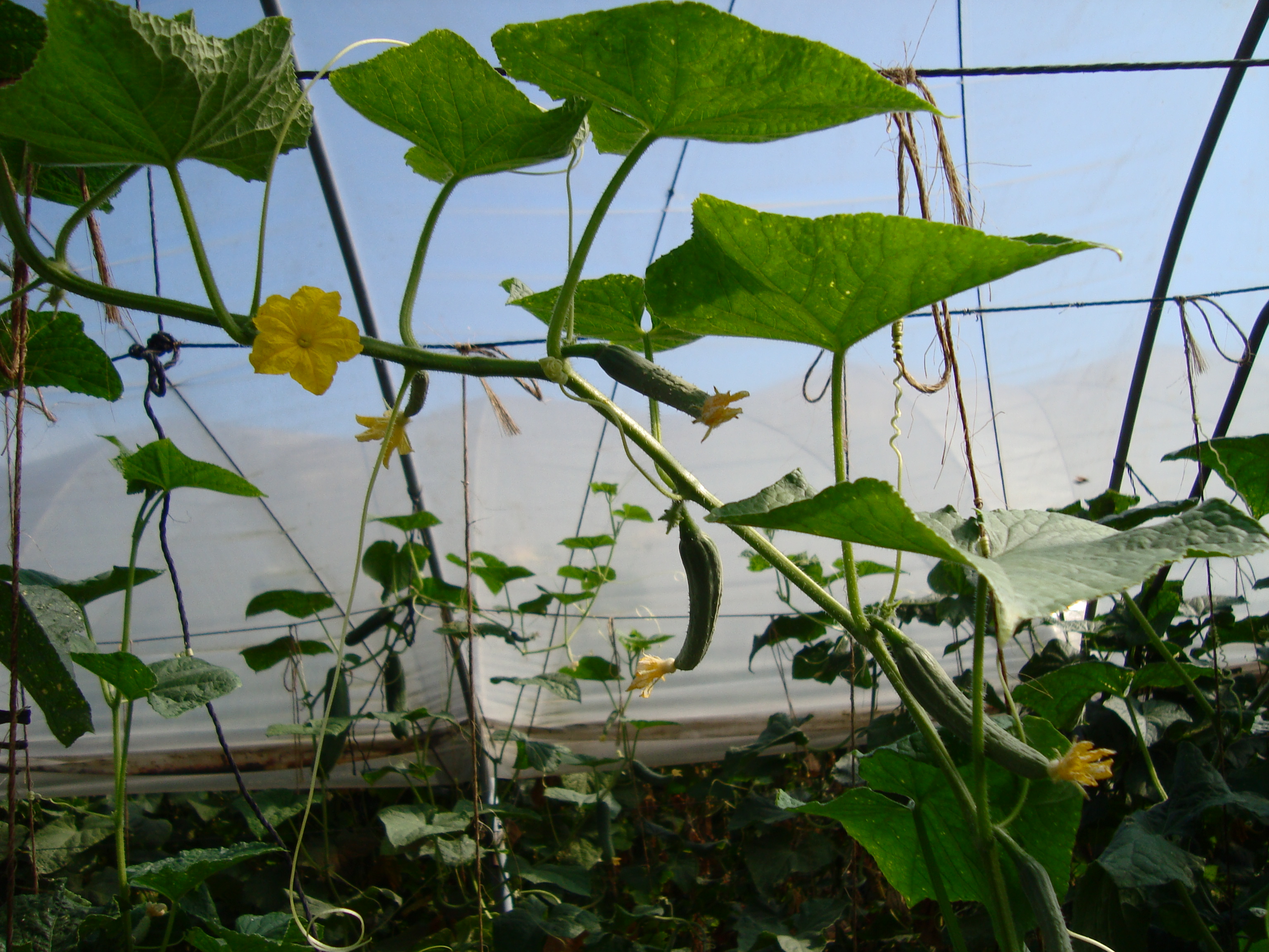 19-Coltivazione-di-cetriolo-in-serra-con-BioAksxter.JPG