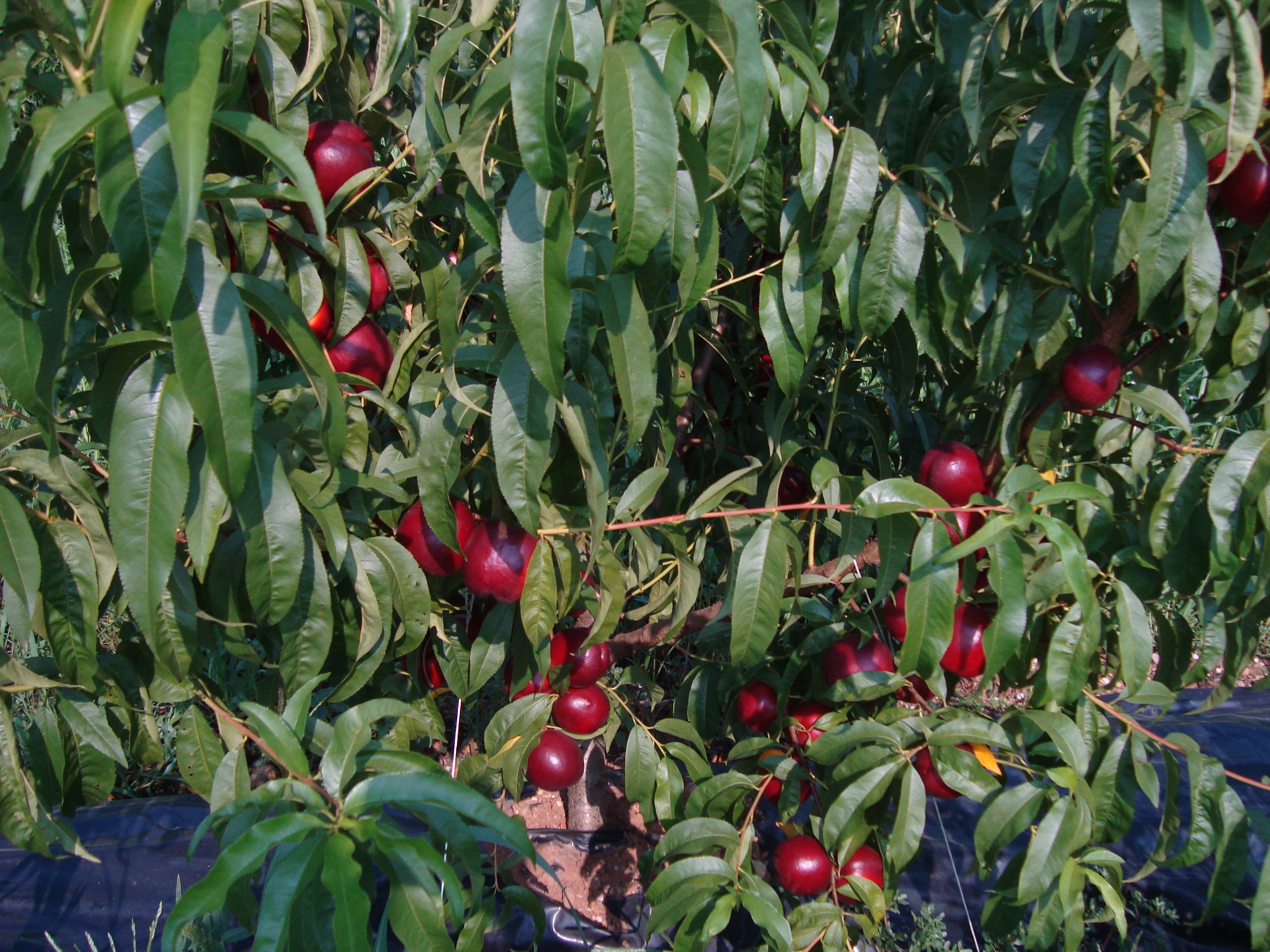 19-nettarina-Big-Top-risultati-BioAksxter.JPG 19-nettarina-Big-Top-risultati-BioAksxter.JPG