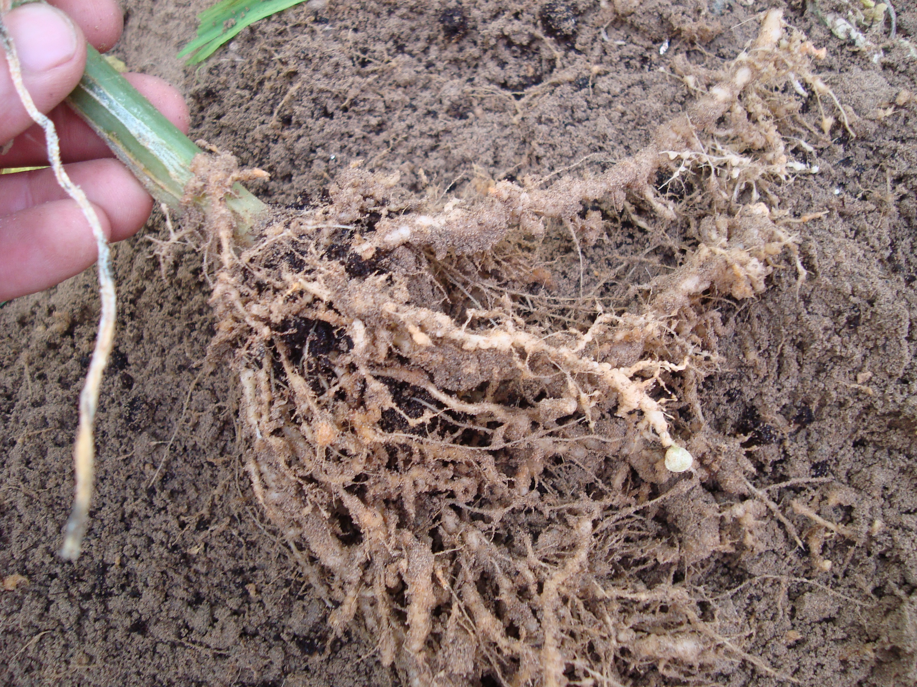 2-Attacco-di-nematodi-su-giovane-pianta-di-cetriolo.JPG 2-Attacco-di-nematodi-su-giovane-pianta-di-cetriolo.JPG