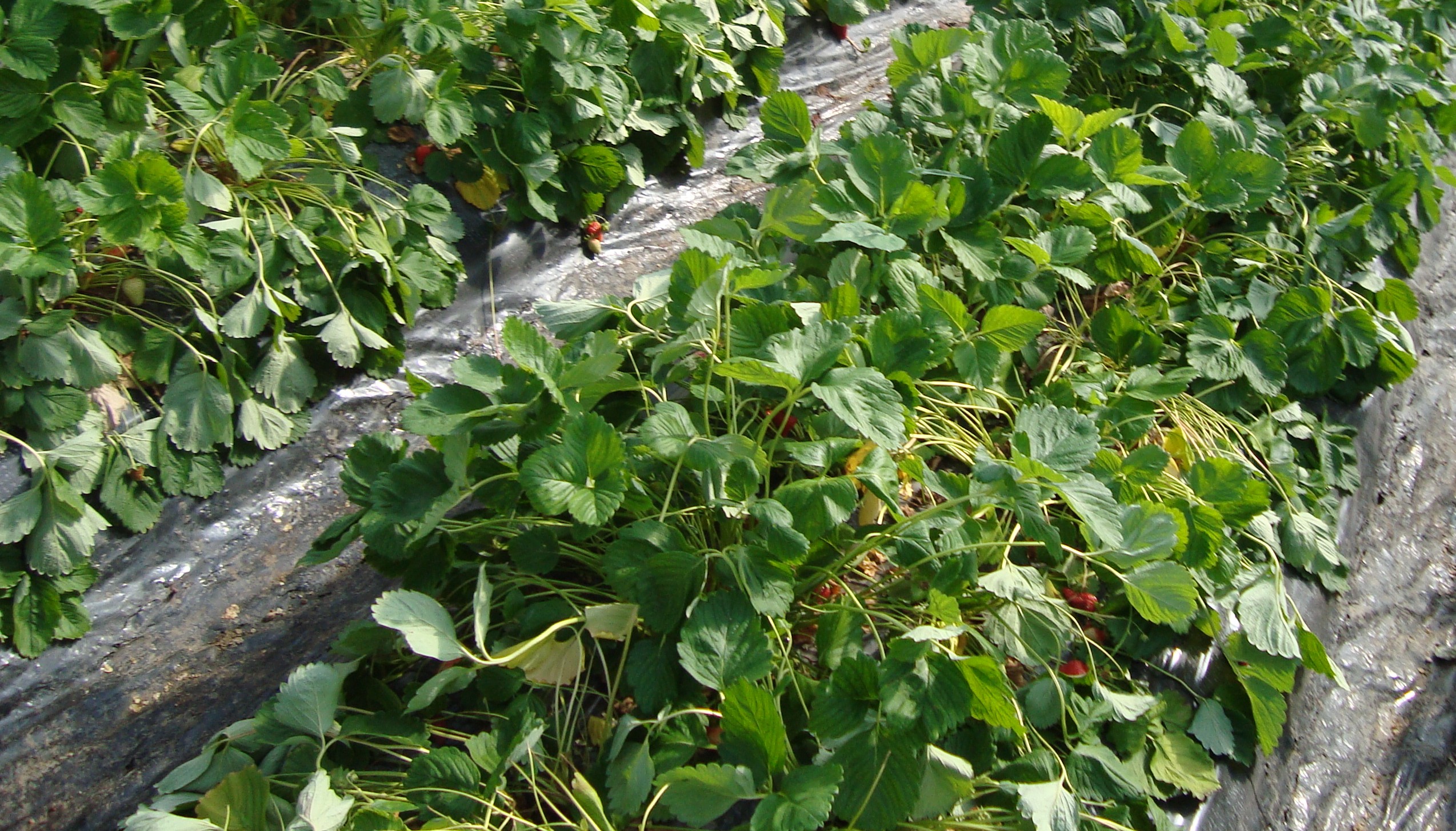 2-collasso-piante-di-fragola.JPG