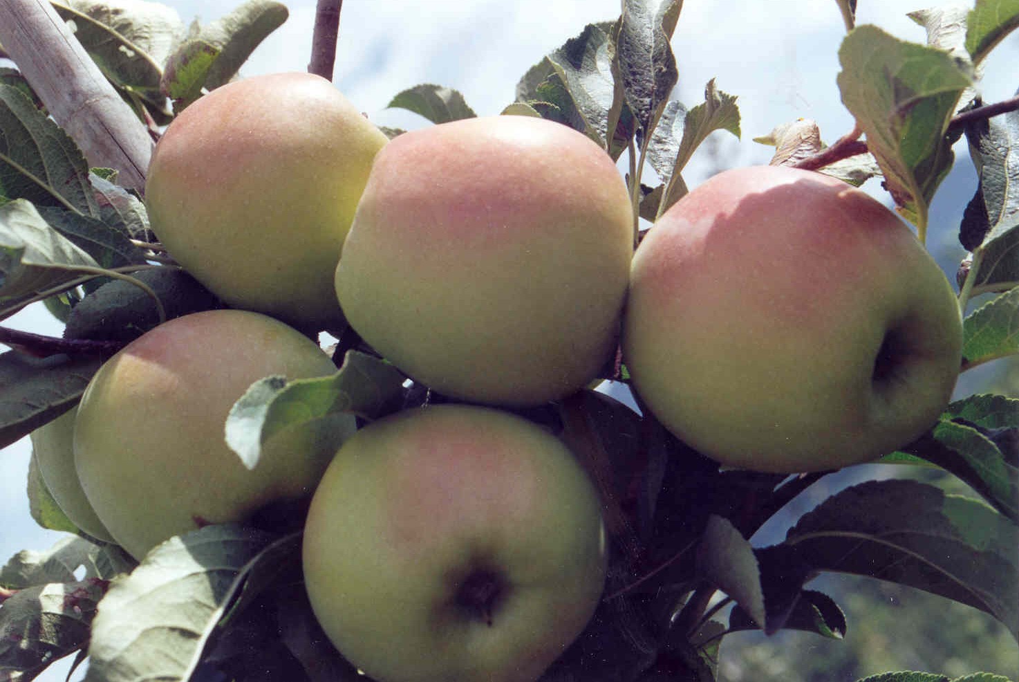 2-coltura-biologica-di-mele-Golden-Orange-con-BioAksxter-qualit-resa.jpg 2-coltura-biologica-di-mele-Golden-Orange-con-BioAksxter-qualit-resa.jpg