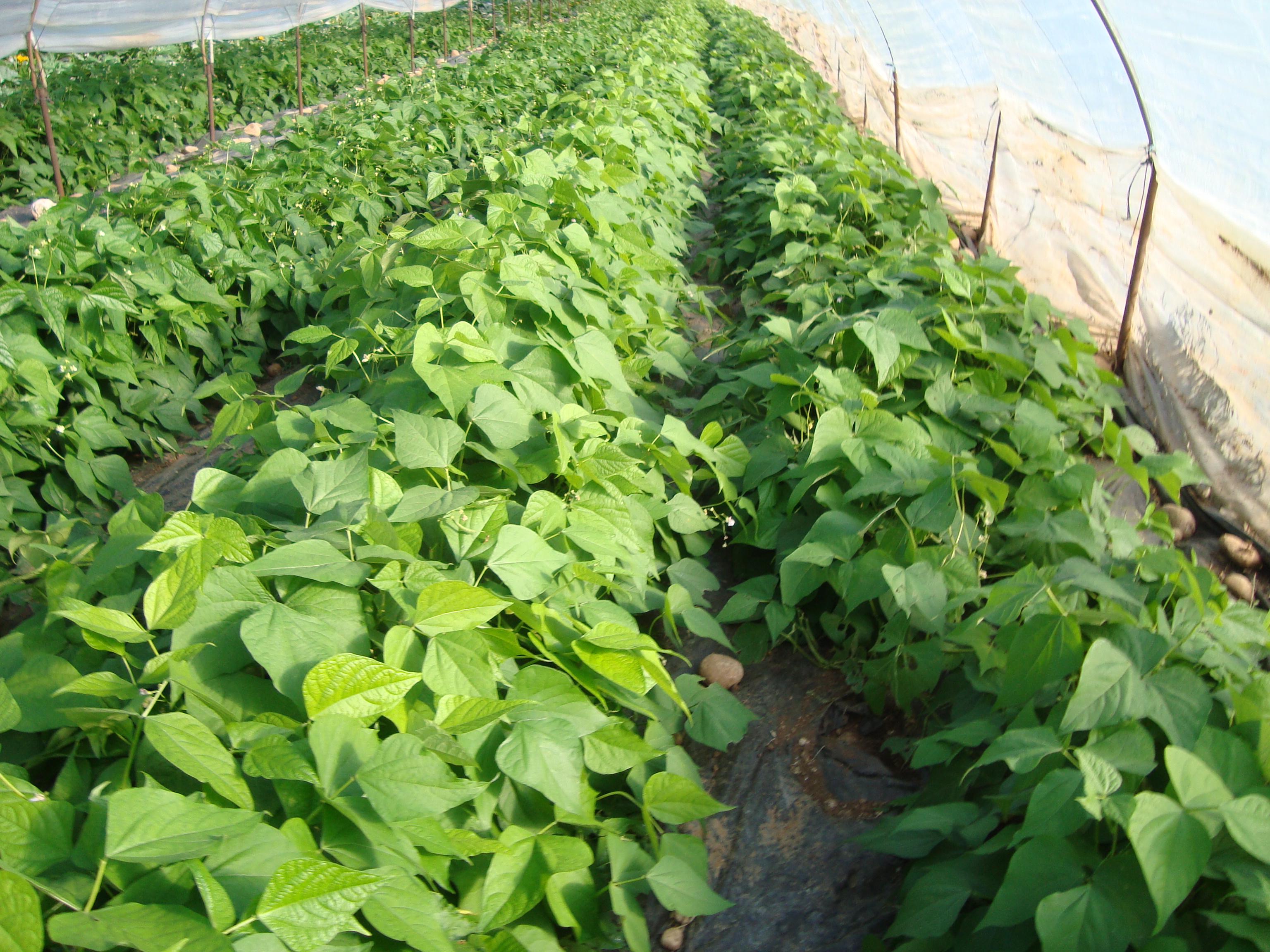 2-coltura-di-fagiolino-in-serra-residuo-zero-con-BioAksxter.JPG 2-coltura-di-fagiolino-in-serra-residuo-zero-con-BioAksxter.JPG