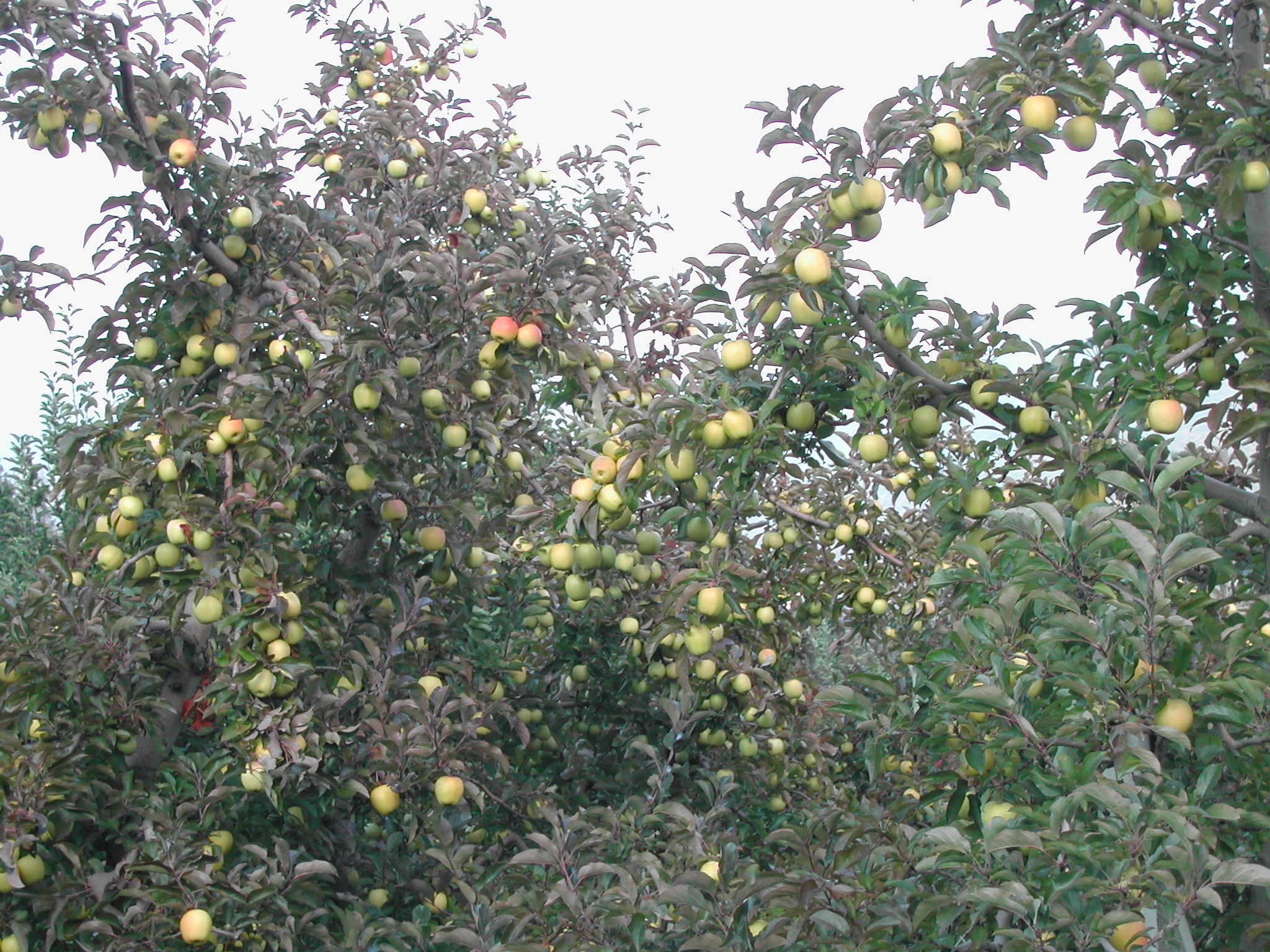 2-elevata-percentuale-di-scarto-mele-calo-produttivo.JPG 2-elevata-percentuale-di-scarto-mele-calo-produttivo.JPG