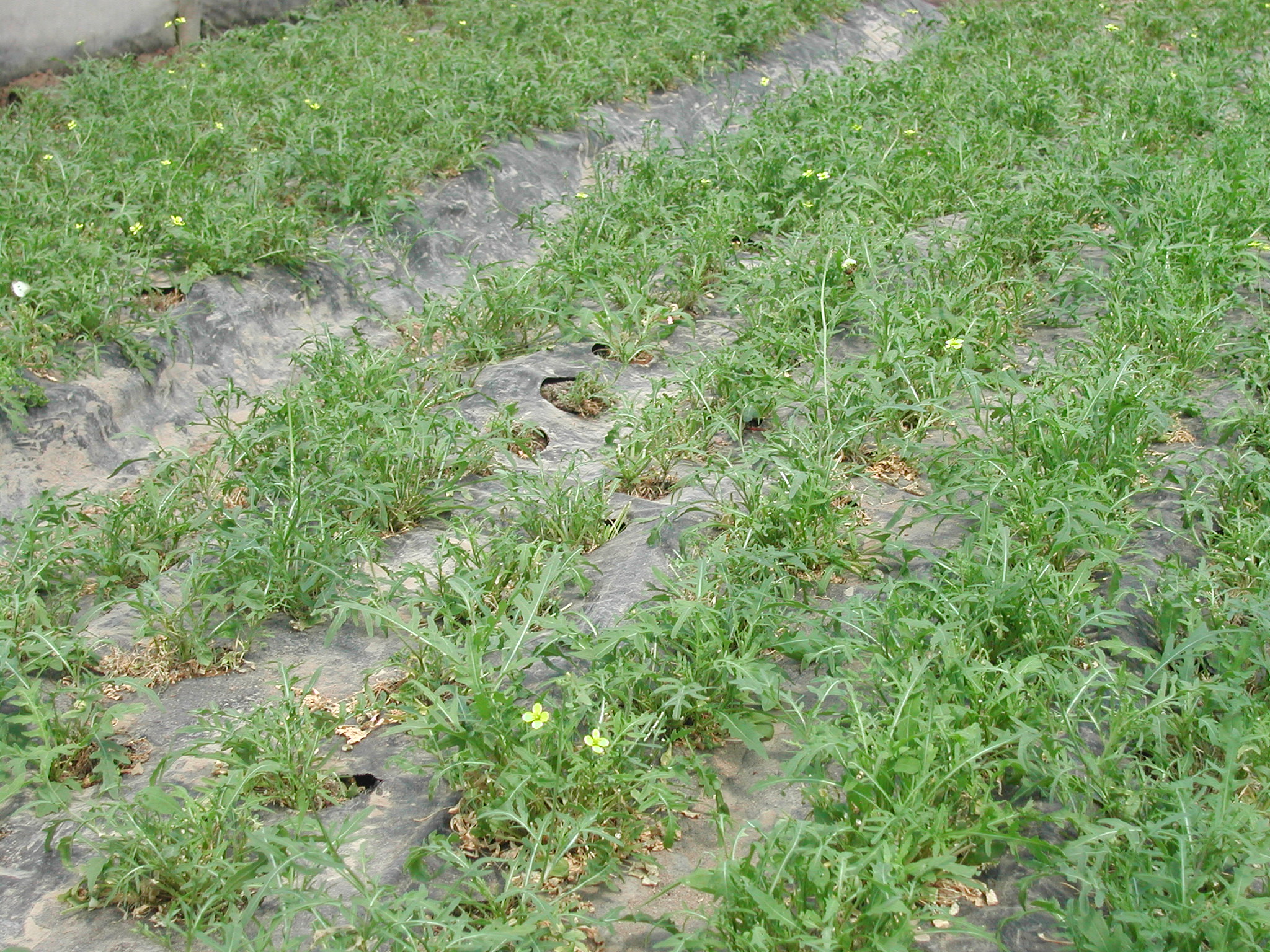 2-fusariosi-rucola-fusarium-caso-studio-BioAksxter.JPG