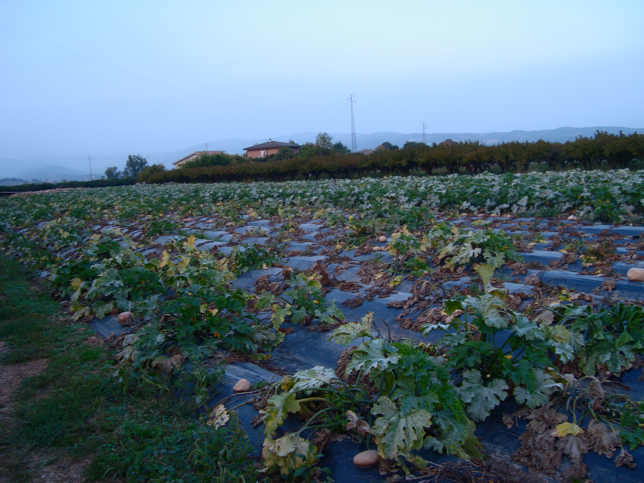 2-marciume-del-colletto-su-zucchino-in-pieno-campo-caso-studio-BioAk.JPG 2-marciume-del-colletto-su-zucchino-in-pieno-campo-caso-studio-BioAk.JPG