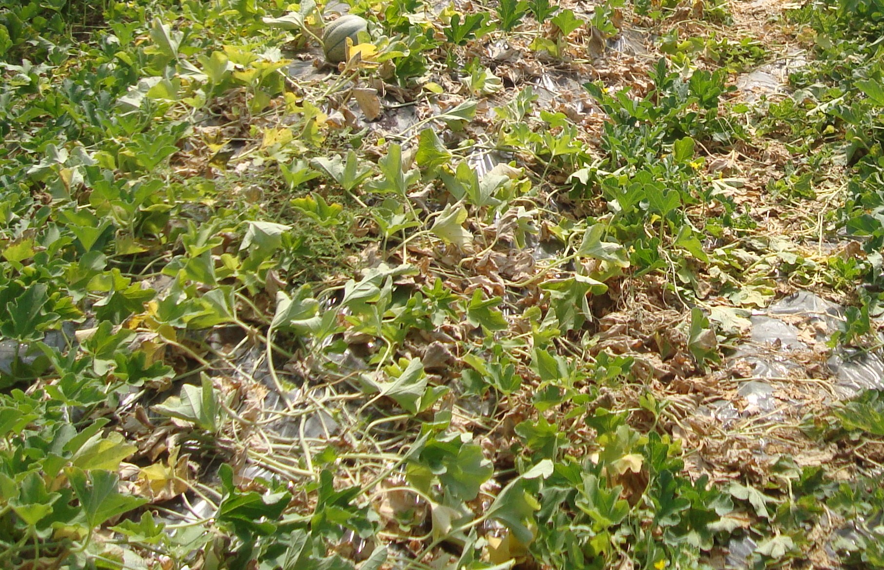 2-melone-con-disseccamenti-precoci-da-nematodi-protocollo-BioAksxter.JPG 2-melone-con-disseccamenti-precoci-da-nematodi-protocollo-BioAksxter.JPG