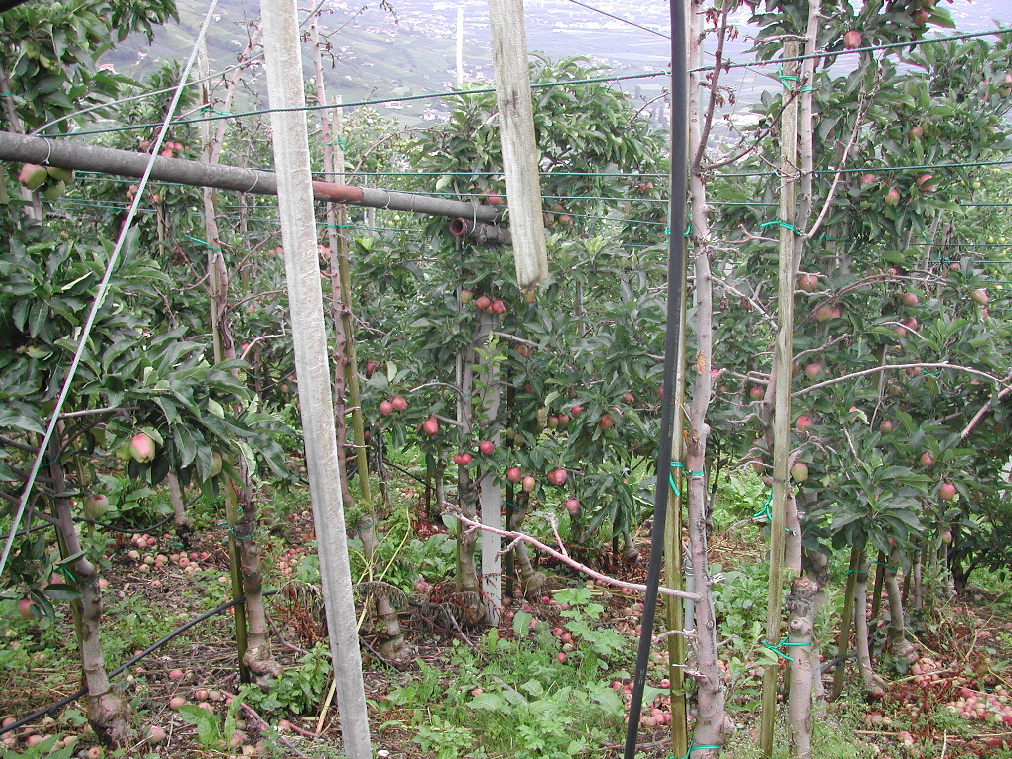 2-Piante-di-melo-patologia-degli-Scopazzi-Bolzano.JPG 2-Piante-di-melo-patologia-degli-Scopazzi-Bolzano.JPG