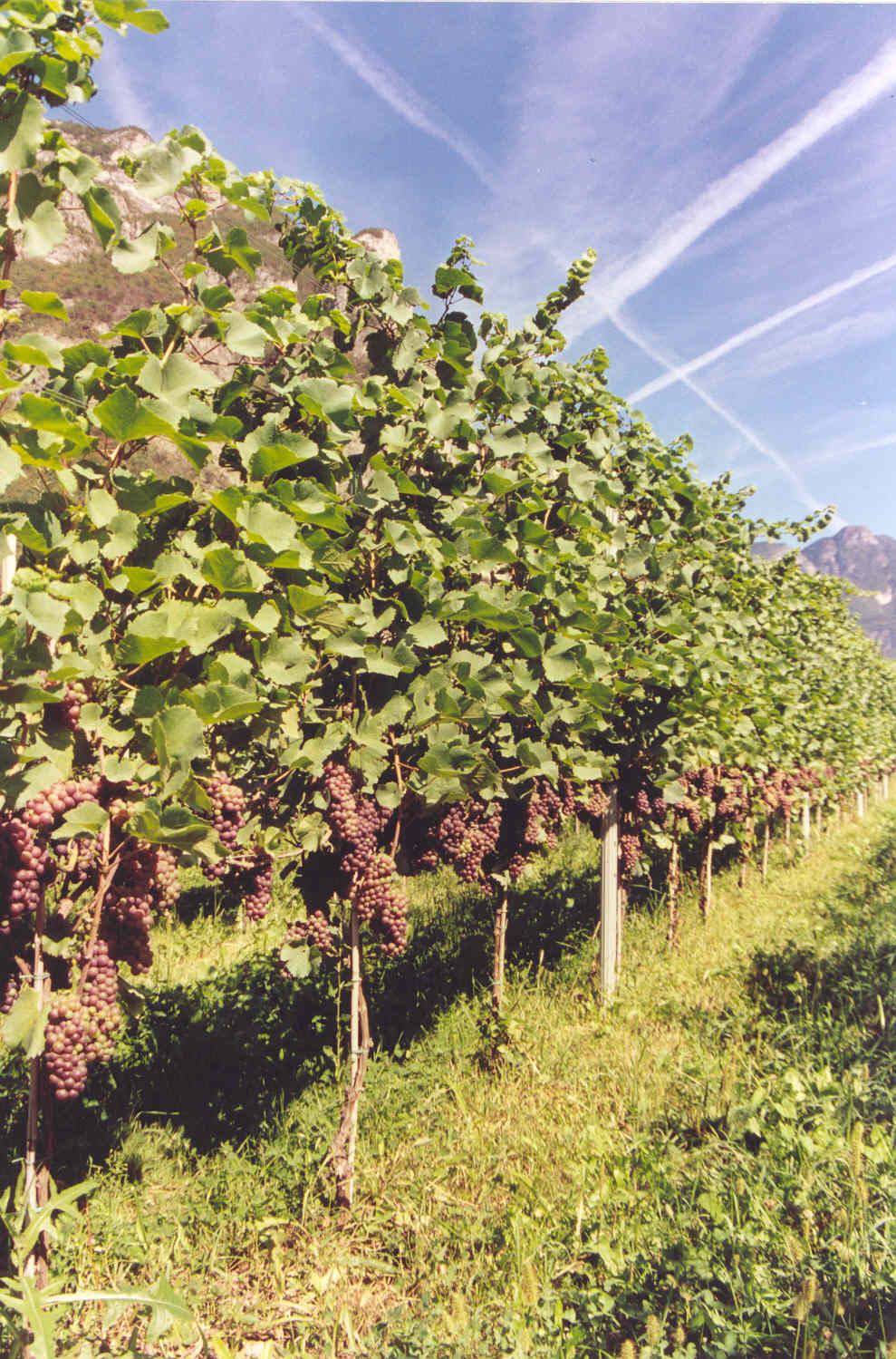 2-Pinot-Grigio-altamente-produttivo-coltivato-con-BioAksxter.jpg