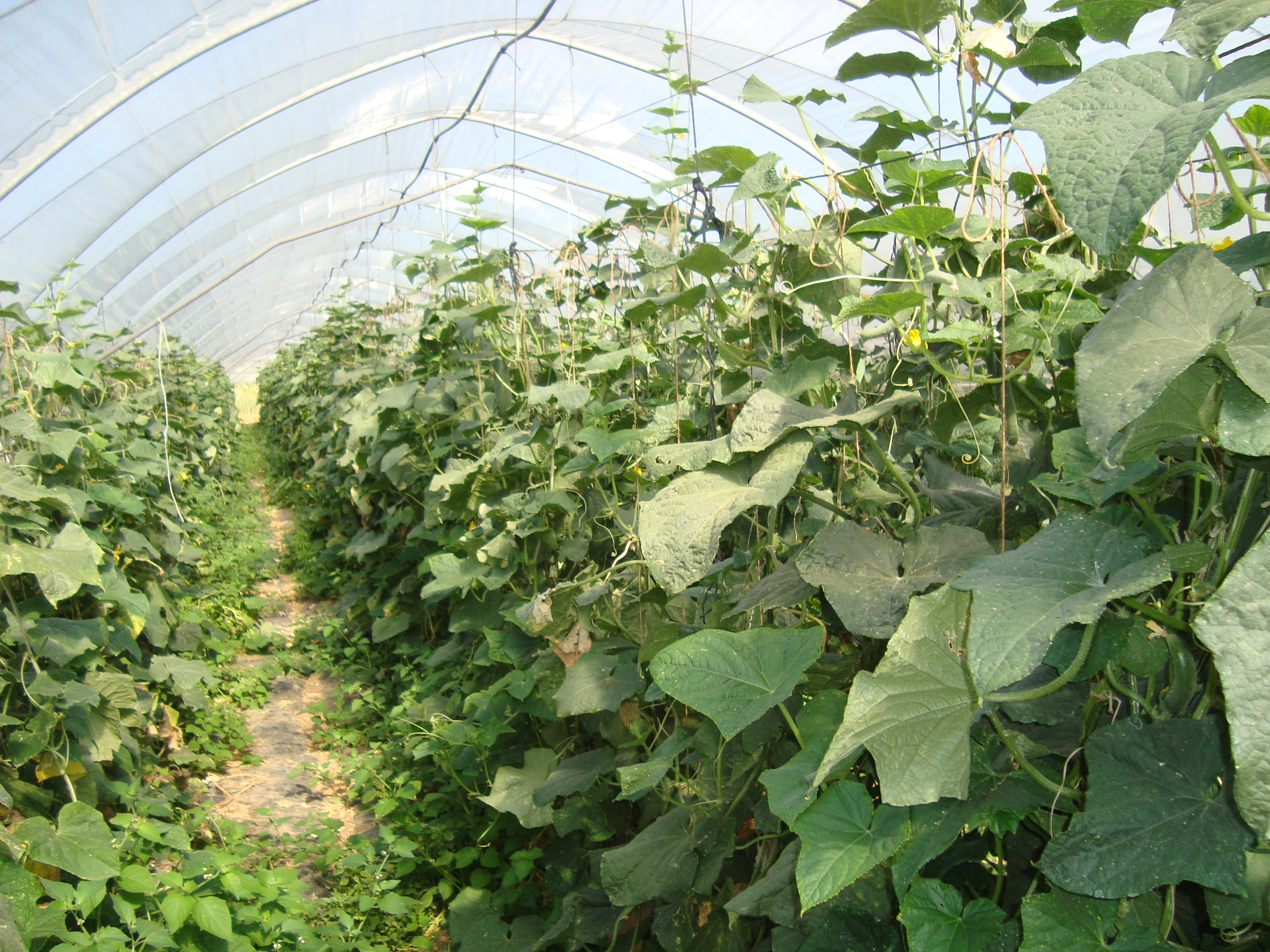 20-Coltivazione-di-cetriolo-in-serra-assenza-di-nematodi.JPG