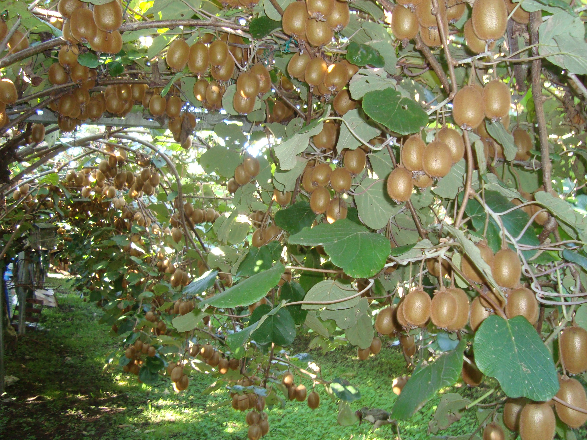 20-kiwi-actinidia-risultati-BioAksxter.JPG 20-kiwi-actinidia-risultati-BioAksxter.JPG