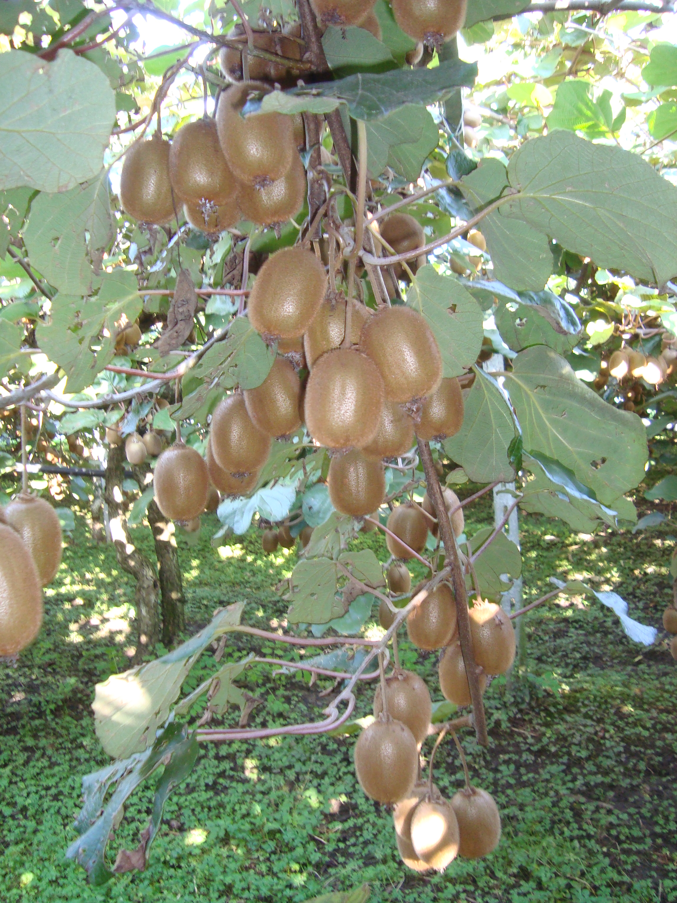 21-BioAksxter-kiwi-produzione-superiore-del-25-rispetto-alla-media.JPG 21-BioAksxter-kiwi-produzione-superiore-del-25-rispetto-alla-media.JPG