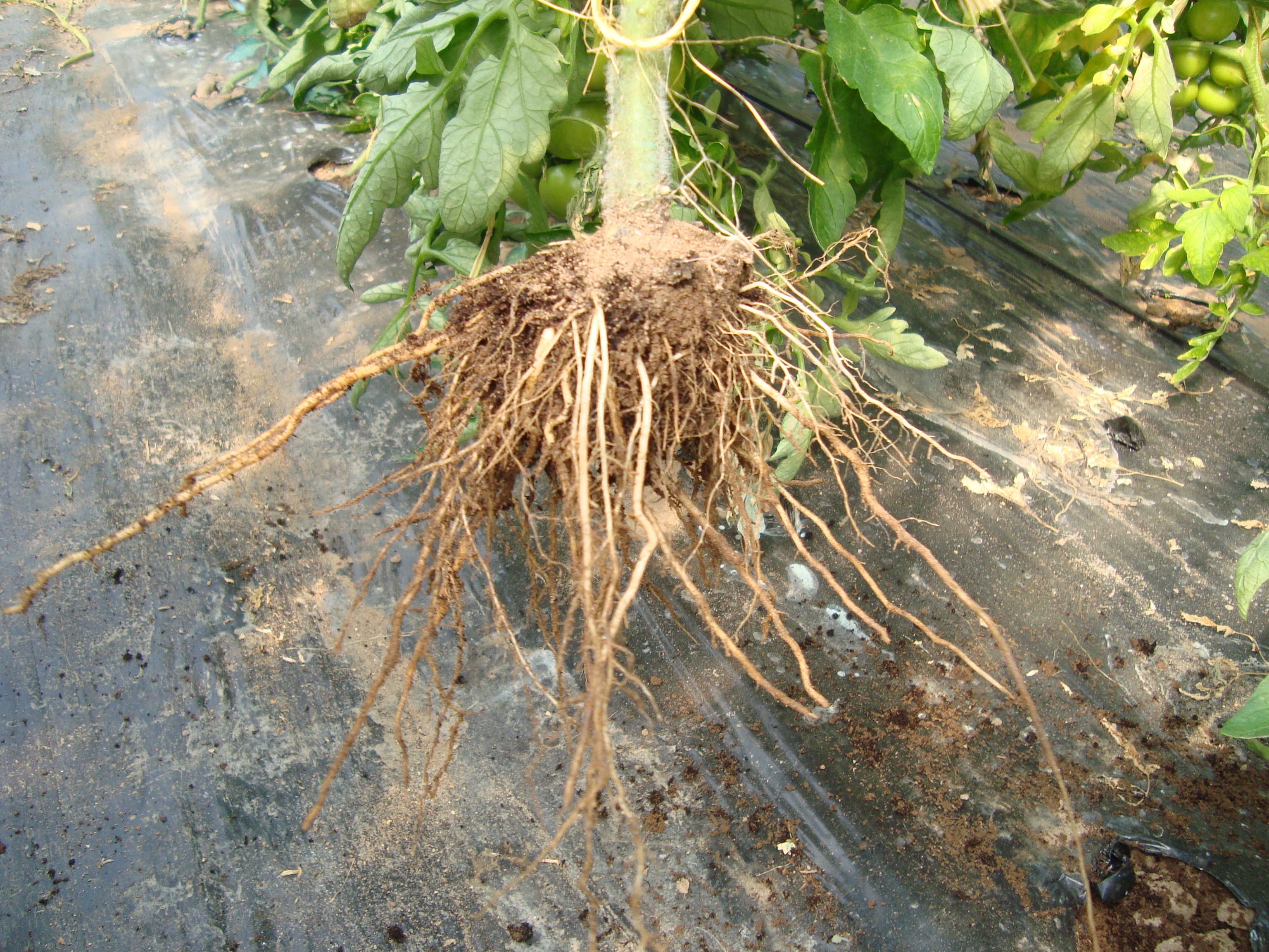 21-protocollo-nematodi-pomodoro-e-cancro-batterico-BioAksxter.JPG