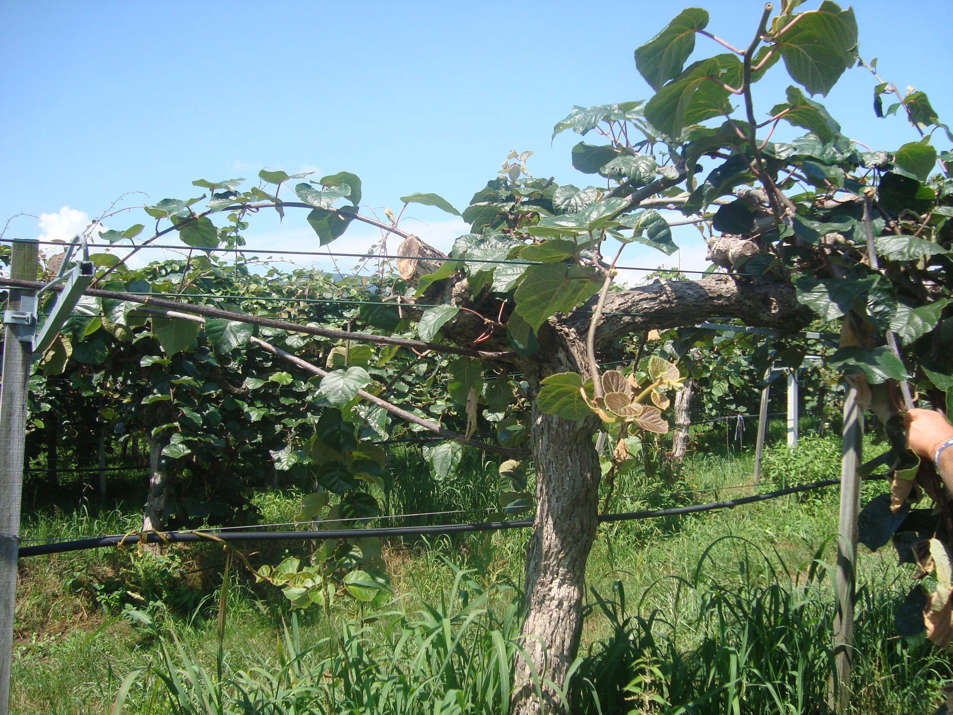 22-Batteriosi-del-Kiwi-malattia-contenuta-notevole-attivit-vegtativa-con-BioAksxter.JPG