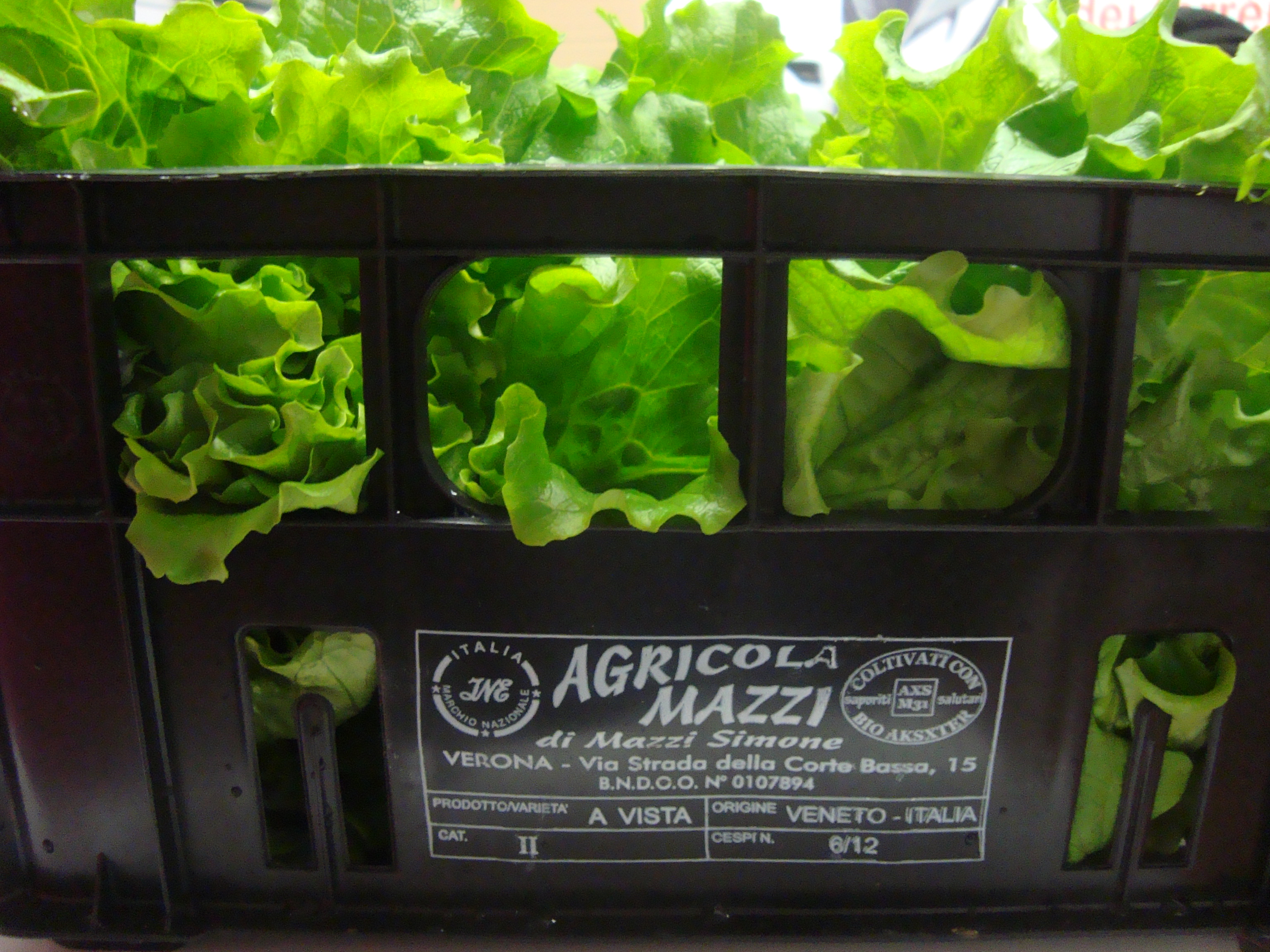 23-Lattuga-coltivata-con-BioAksxter-Azienda-Agricola-Mazzi-Verona.JPG