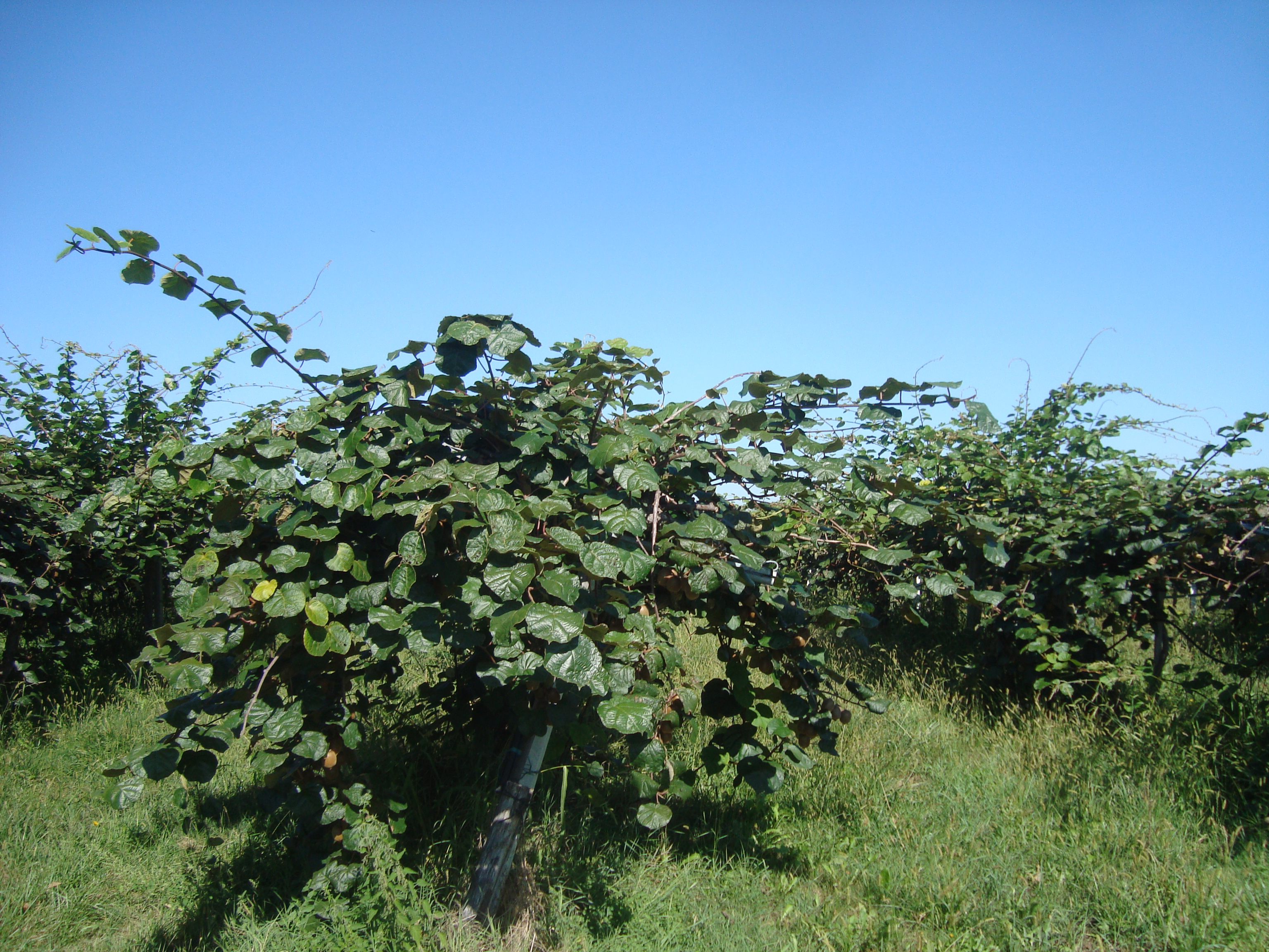 25-Produzione-Kiwi-30-superiore-alla-media-con-BioAksxter.JPG