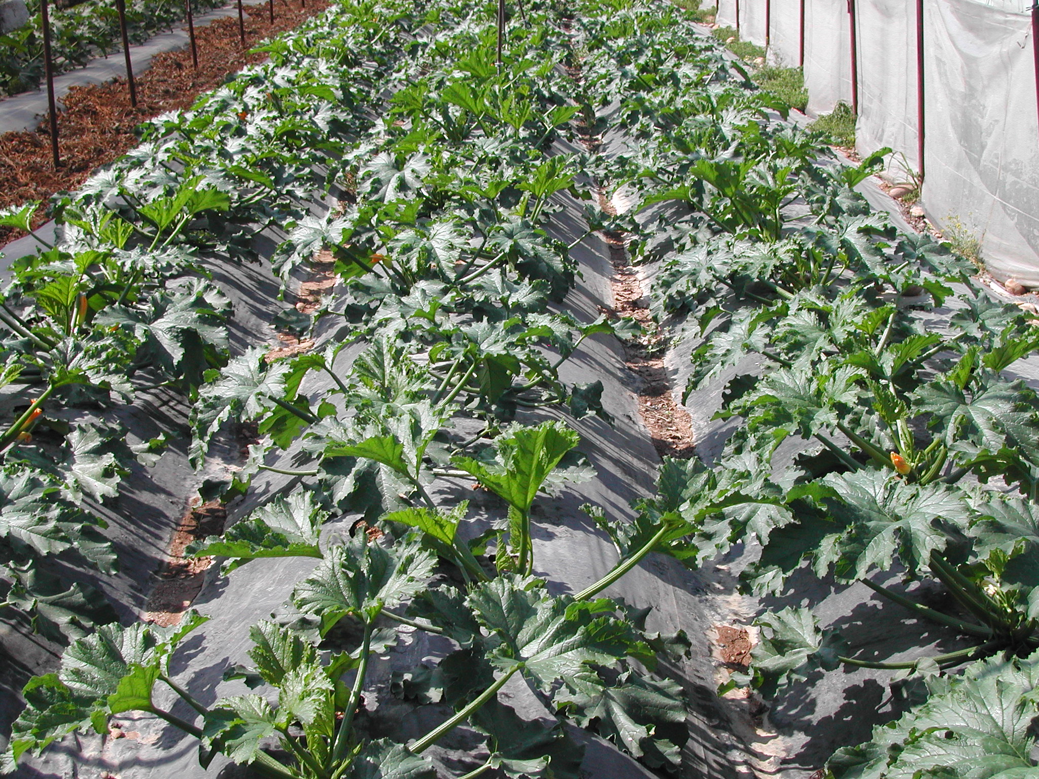 3-coltivazione-di-zucchino-ripresa-post-marciume-al-colletto.JPG 3-coltivazione-di-zucchino-ripresa-post-marciume-al-colletto.JPG