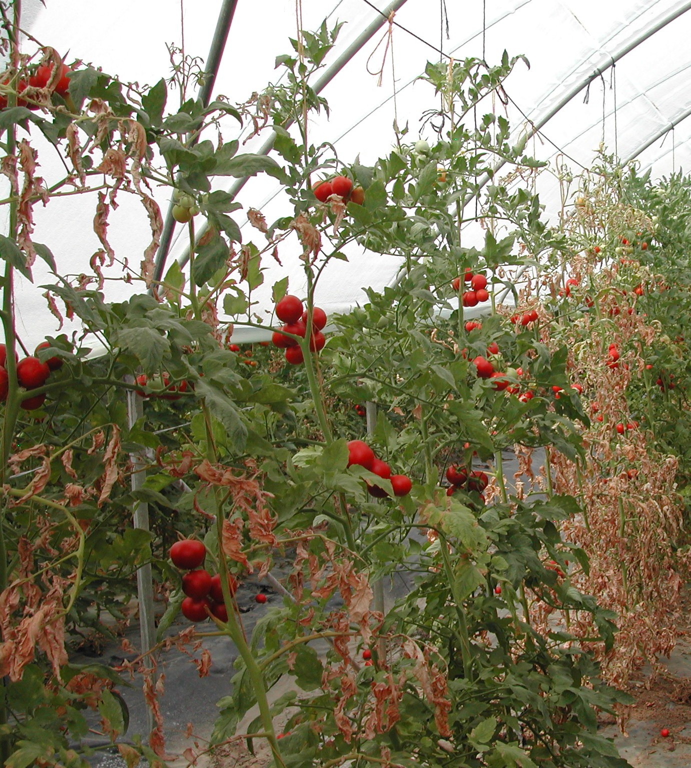 3-Coltivazione-pomodoro-a-grappolo-nematodi.JPG