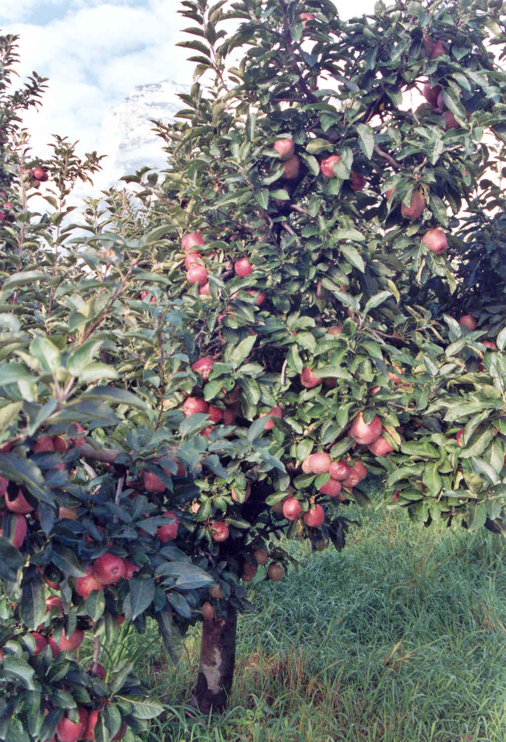 3-coltura-biologica-di-mele-Stark-Delicious-elevata-produttivit-con-BioAksxter.jpg 3-coltura-biologica-di-mele-Stark-Delicious-elevata-produttivit-con-BioAksxter.jpg