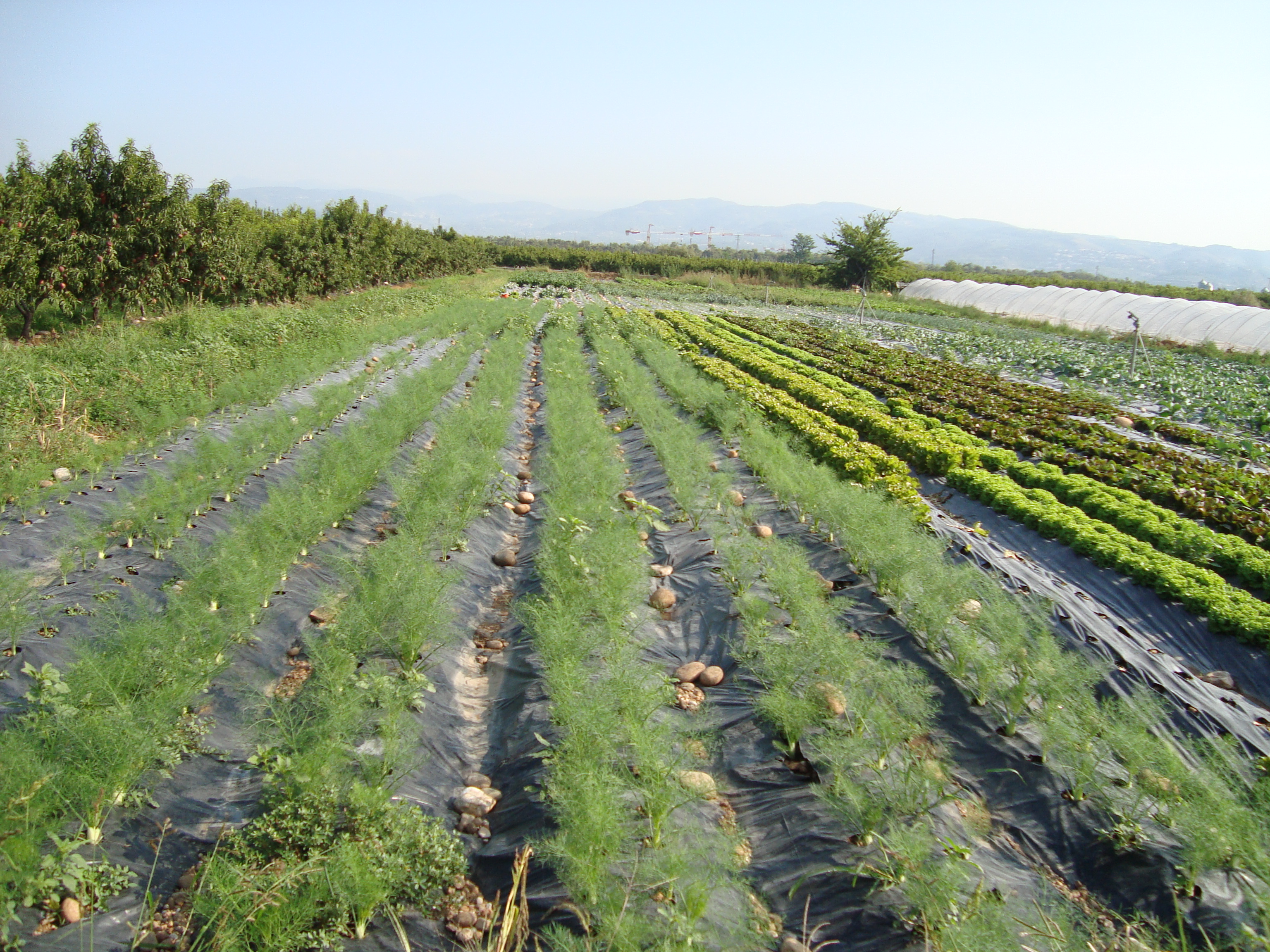 3-coltura-di-finocchio-residuo-zero-con-BioAksxter.JPG 3-coltura-di-finocchio-residuo-zero-con-BioAksxter.JPG