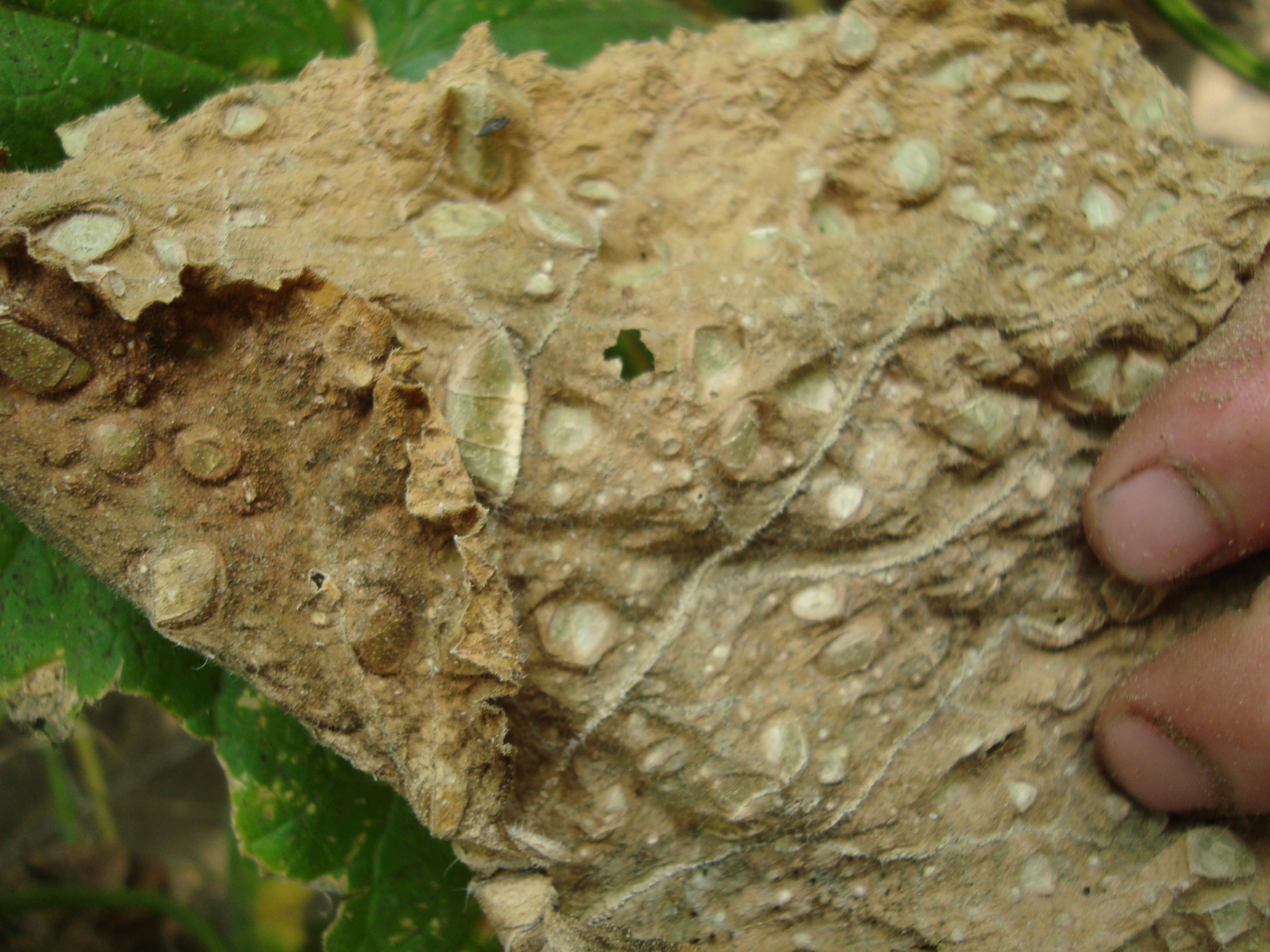 3-Foglia-di-cetriolo-disseccata-per-un-forte-attacco-fungino.JPG 3-Foglia-di-cetriolo-disseccata-per-un-forte-attacco-fungino.JPG