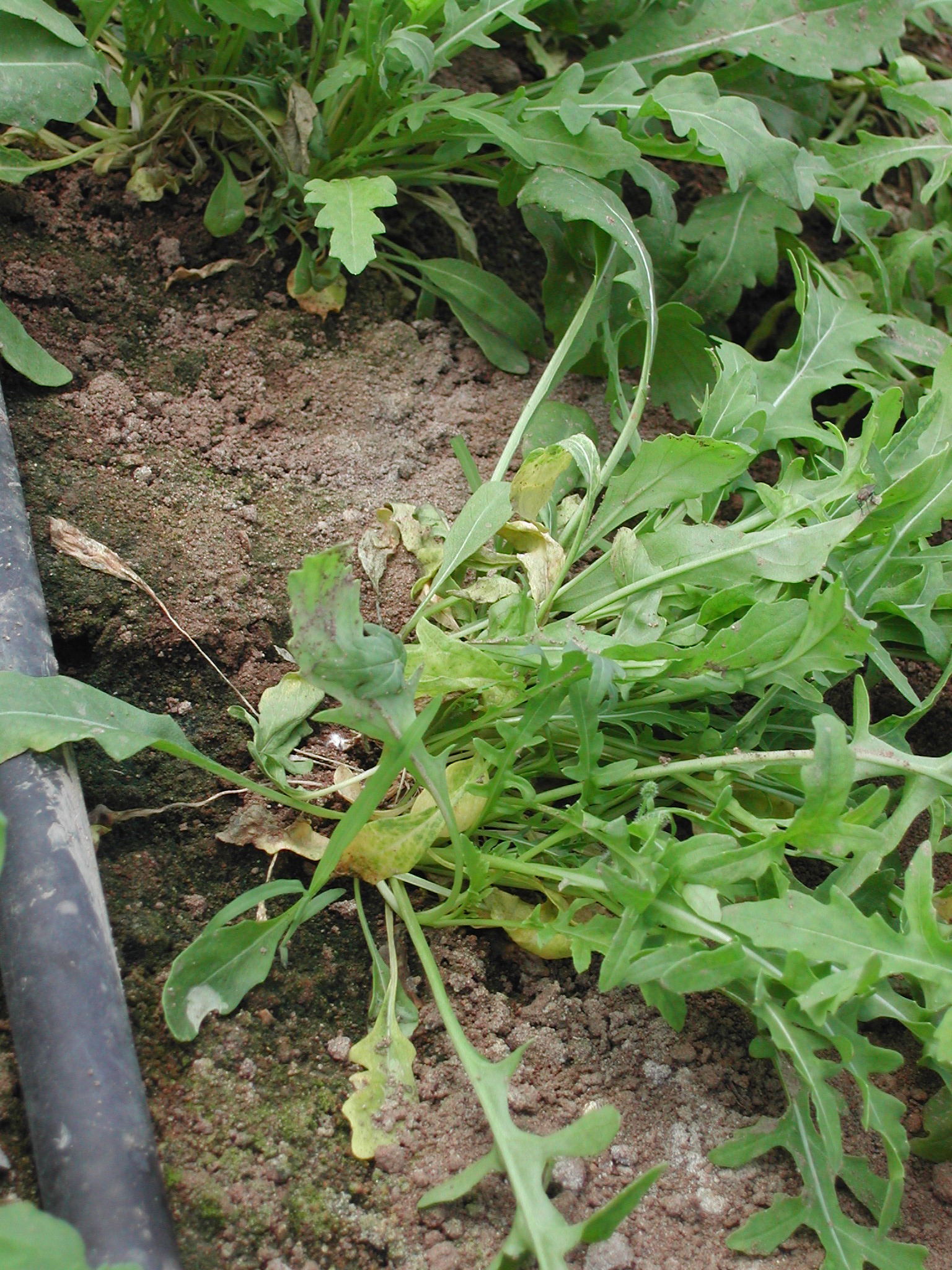 3-fusarium-rucola-fusariosi-caso-studio-BioAksxter.JPG
