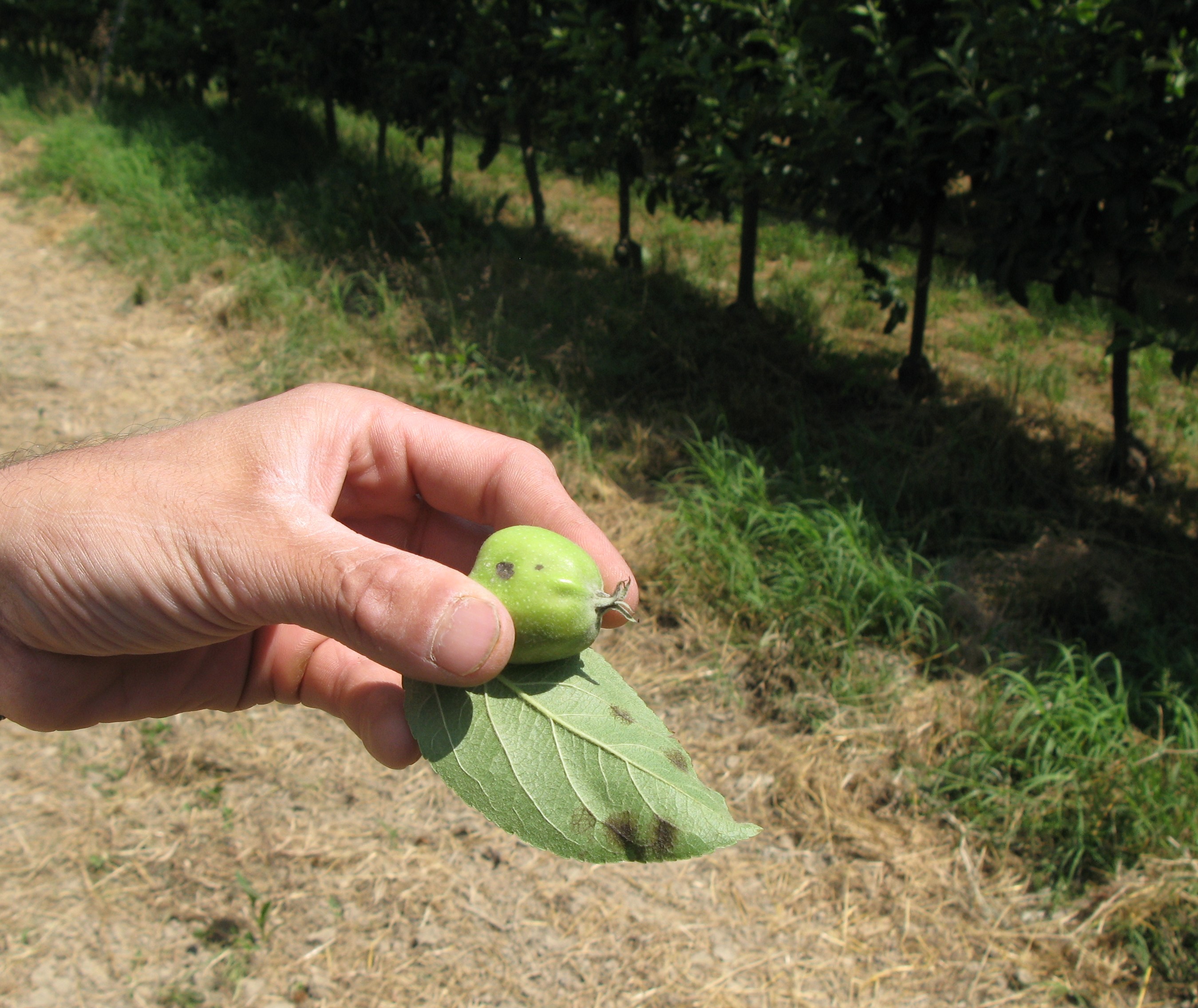 3-marciume-lenticellare-protocollo-risolutivo-BioAksxter-azienda-agricola.JPG 3-marciume-lenticellare-protocollo-risolutivo-BioAksxter-azienda-agricola.JPG
