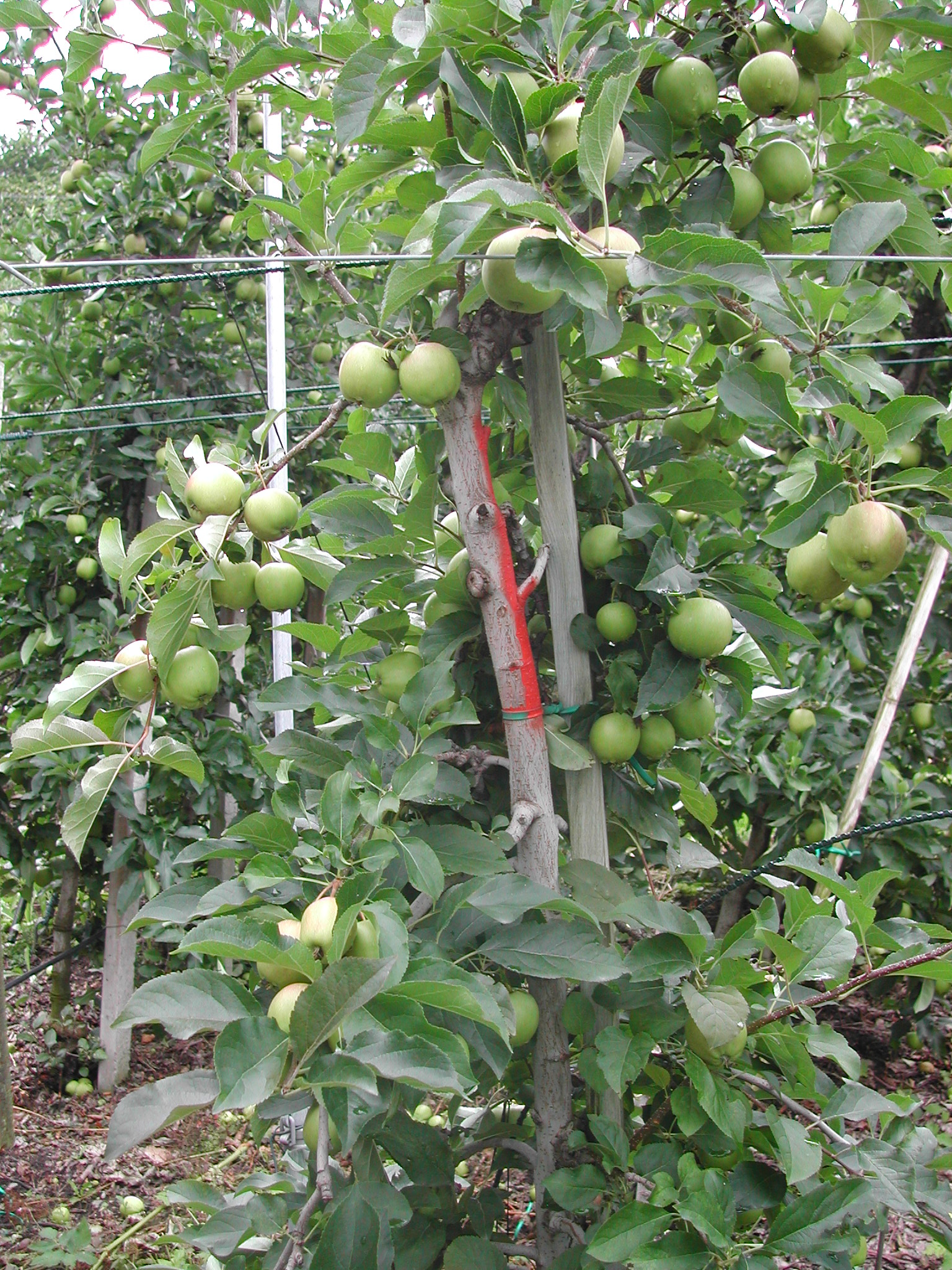 3-Pianta-ritornata-produttiva-con-BioAksxter-soluzione-Scopazzi-del-melo.JPG 3-Pianta-ritornata-produttiva-con-BioAksxter-soluzione-Scopazzi-del-melo.JPG