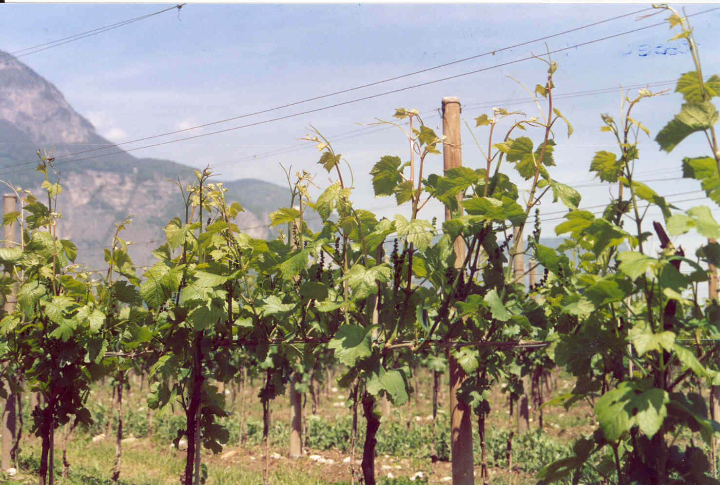 3-vigneto-Pinot-Grigio-coltivato-con-BioAksxter.jpg