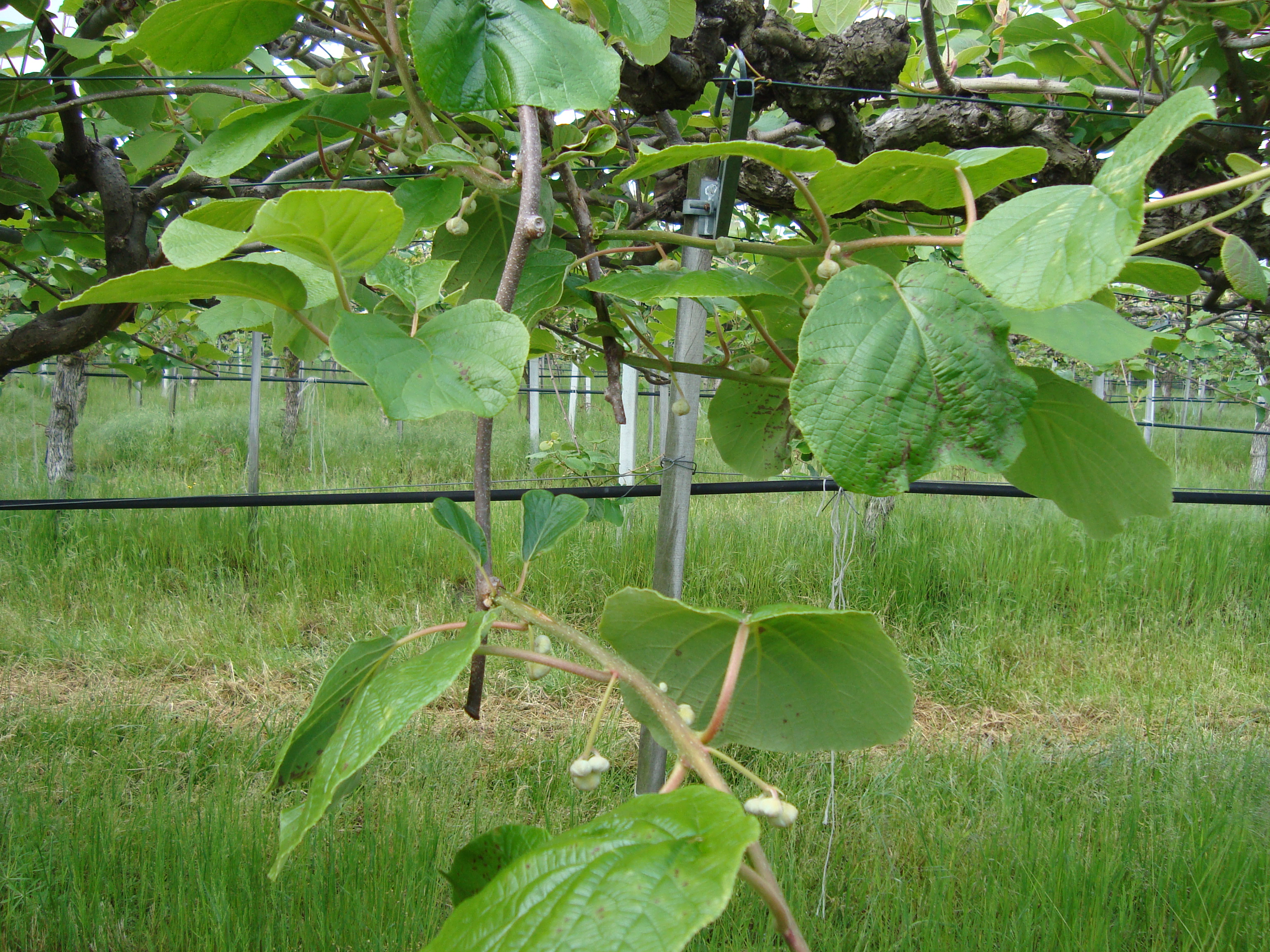 4-Appezzamento-Kiwi-Hayward-Primi-Risultati-con-BioAksxter-Risanamento-Batteriosi.JPG