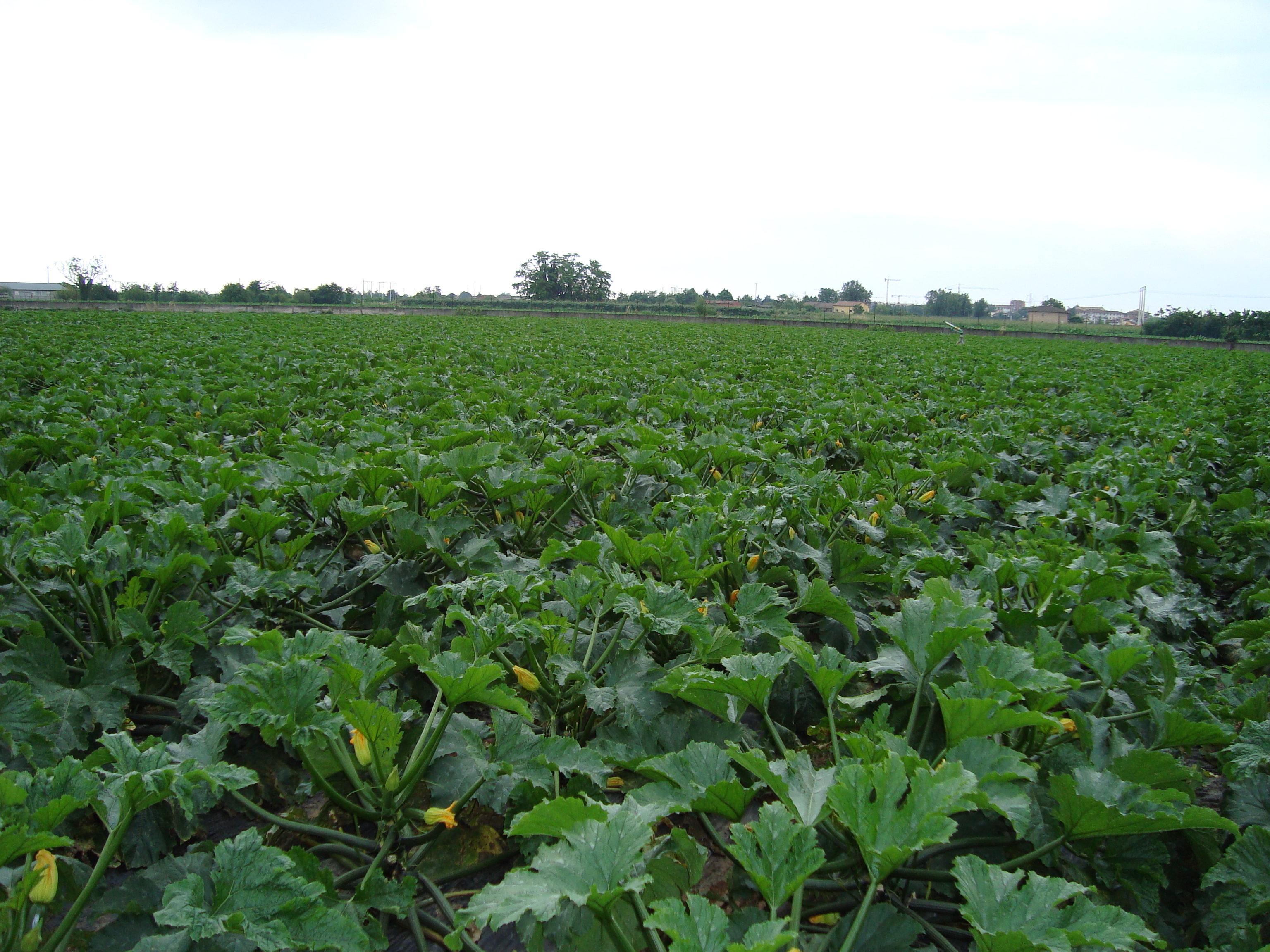 4-Coltivazione-di-zucchino-in-pieno-campo-con-BioAksxter.JPG 4-Coltivazione-di-zucchino-in-pieno-campo-con-BioAksxter.JPG