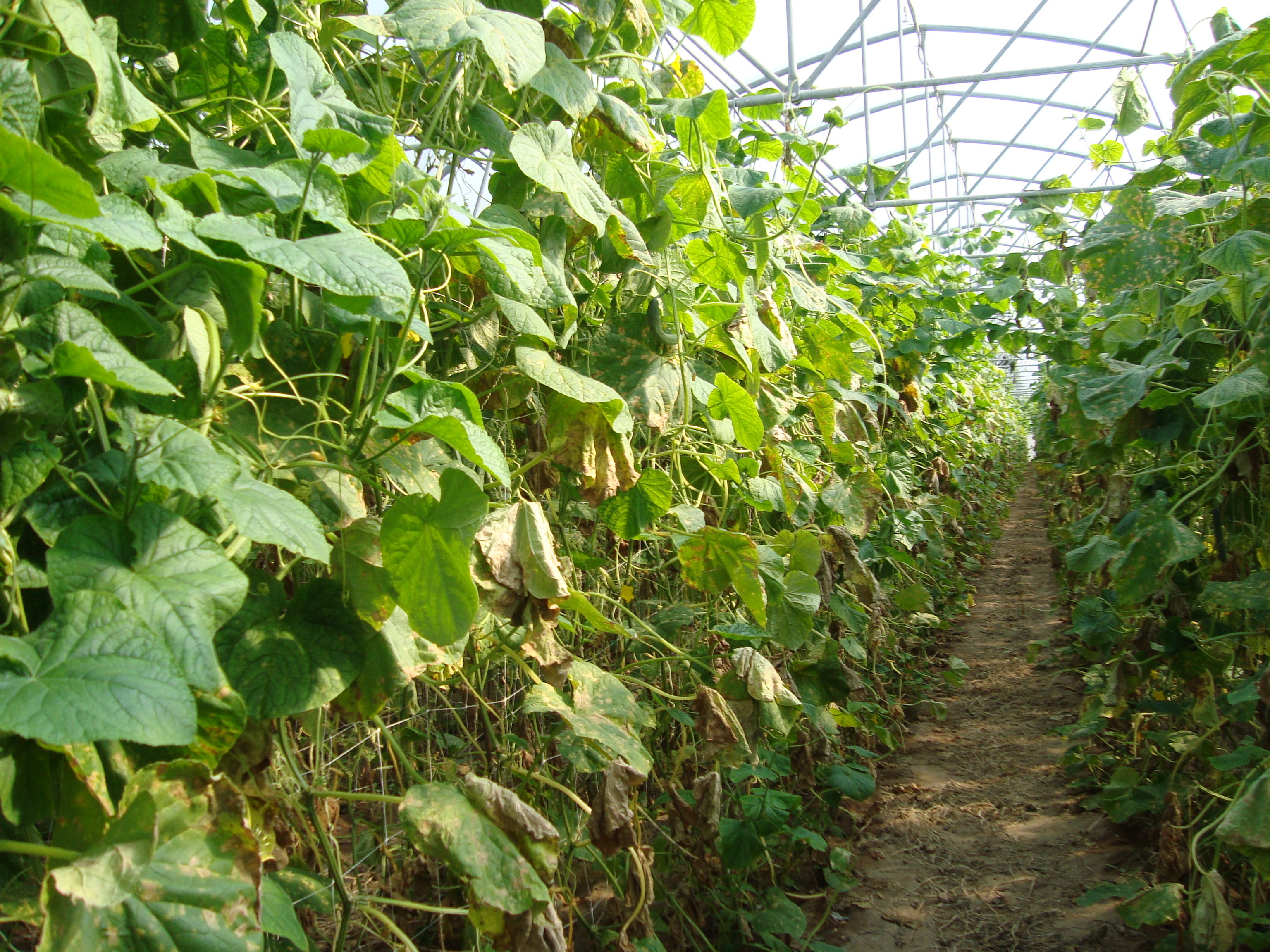 4-Coltura-di-cetriolo-a-fine-ciclo-come-ridurre-uso-chimica-di-sintesi.JPG 4-Coltura-di-cetriolo-a-fine-ciclo-come-ridurre-uso-chimica-di-sintesi.JPG