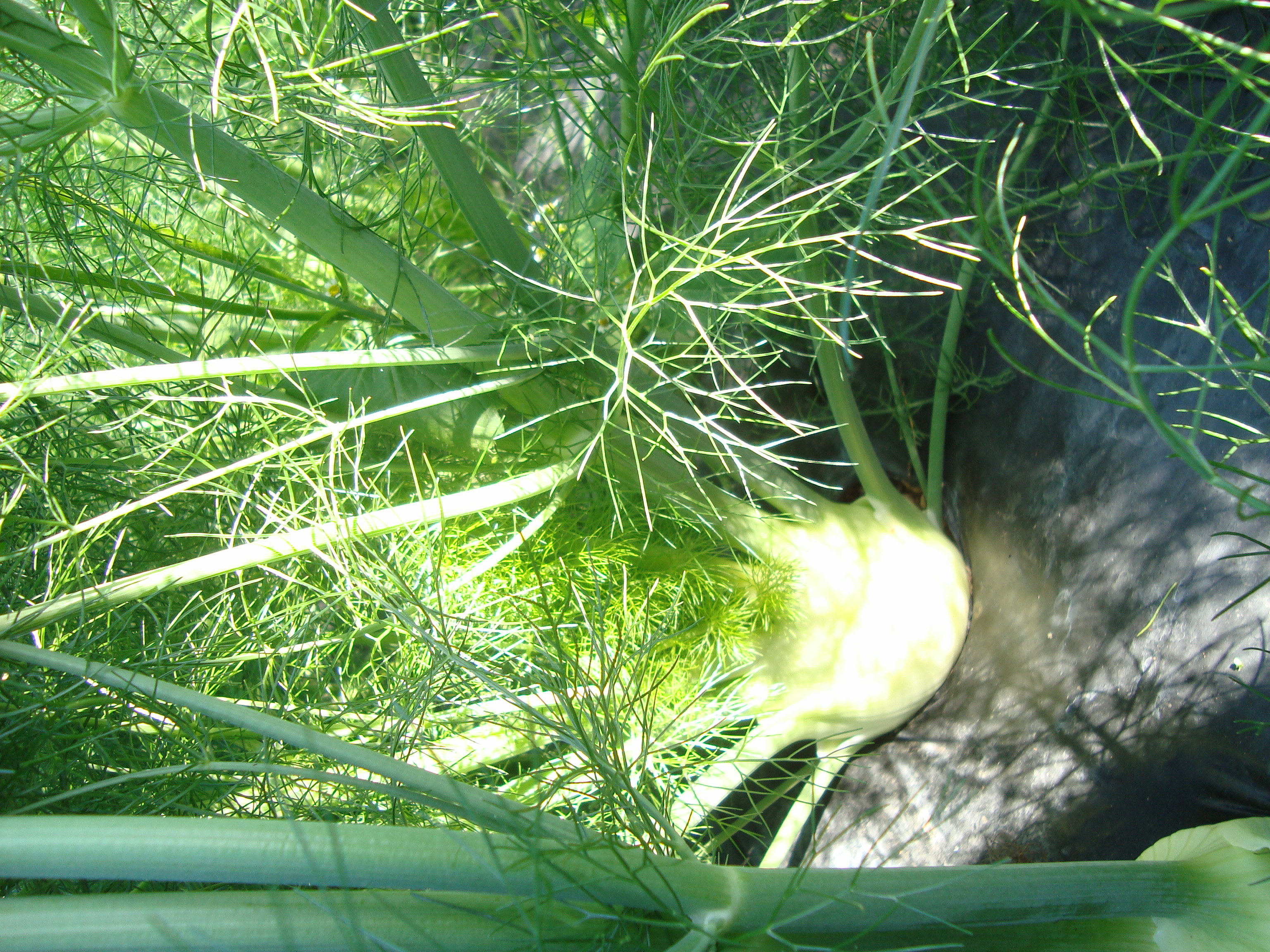 4-coltura-di-finocchio-senza-pesticidi-con-BioAksxter.JPG 4-coltura-di-finocchio-senza-pesticidi-con-BioAksxter.JPG