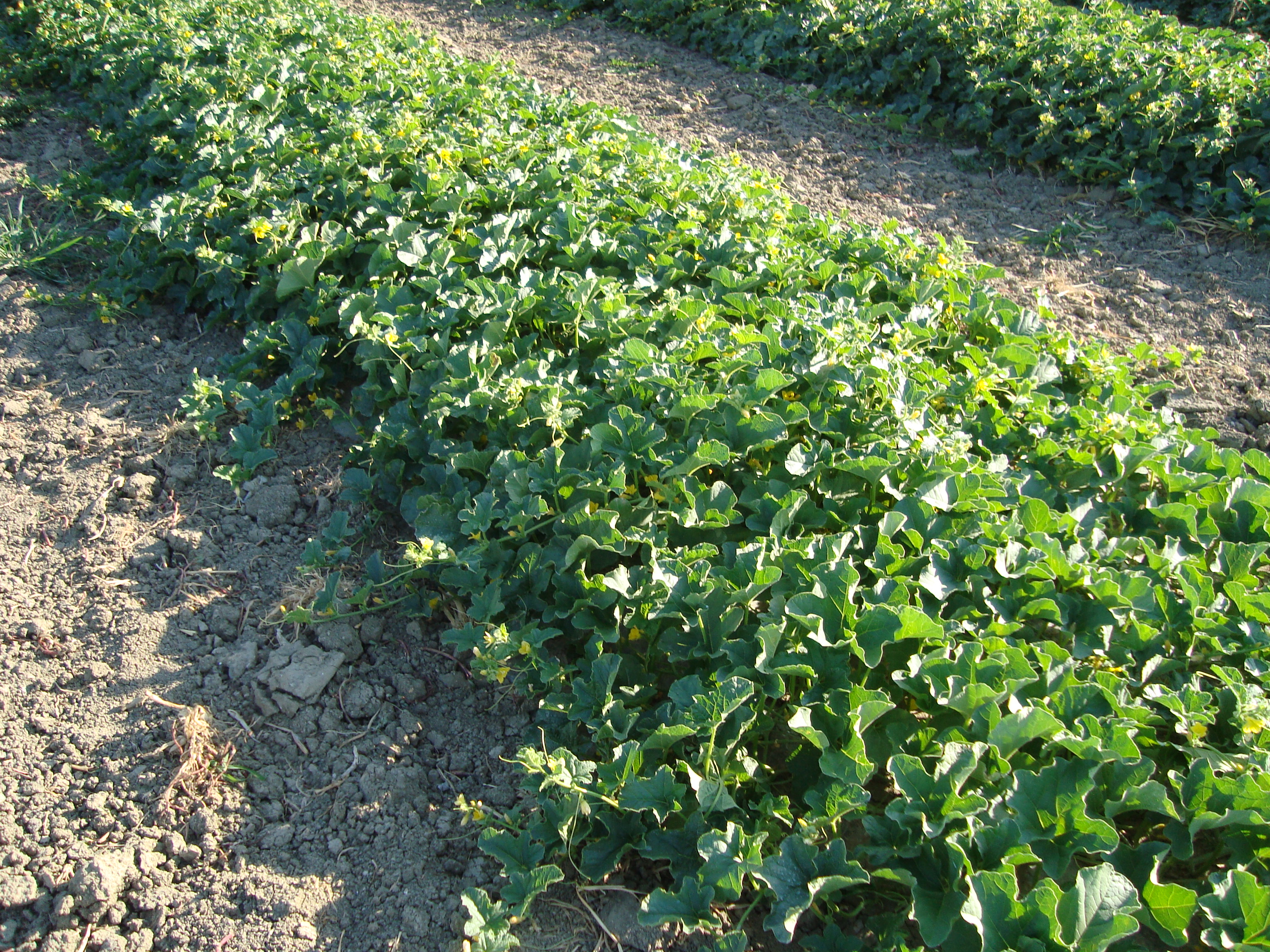 4-coltura-di-melone-esente-da-peronospora.JPG